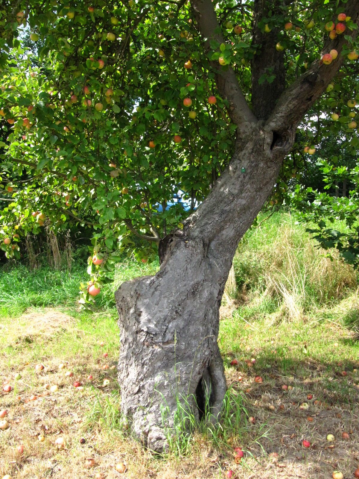 Malus domestica 'Wohlschmecker aus Vierlanden' - Hamburg-Neuengamme - Sept. 2025