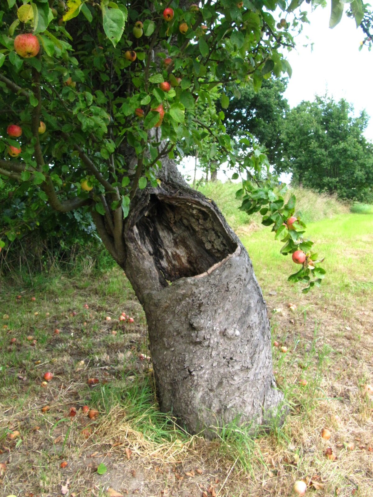 Malus domestica 'Wohlschmecker aus Vierlanden' - Hamburg-Neuengamme - Sept. 2025