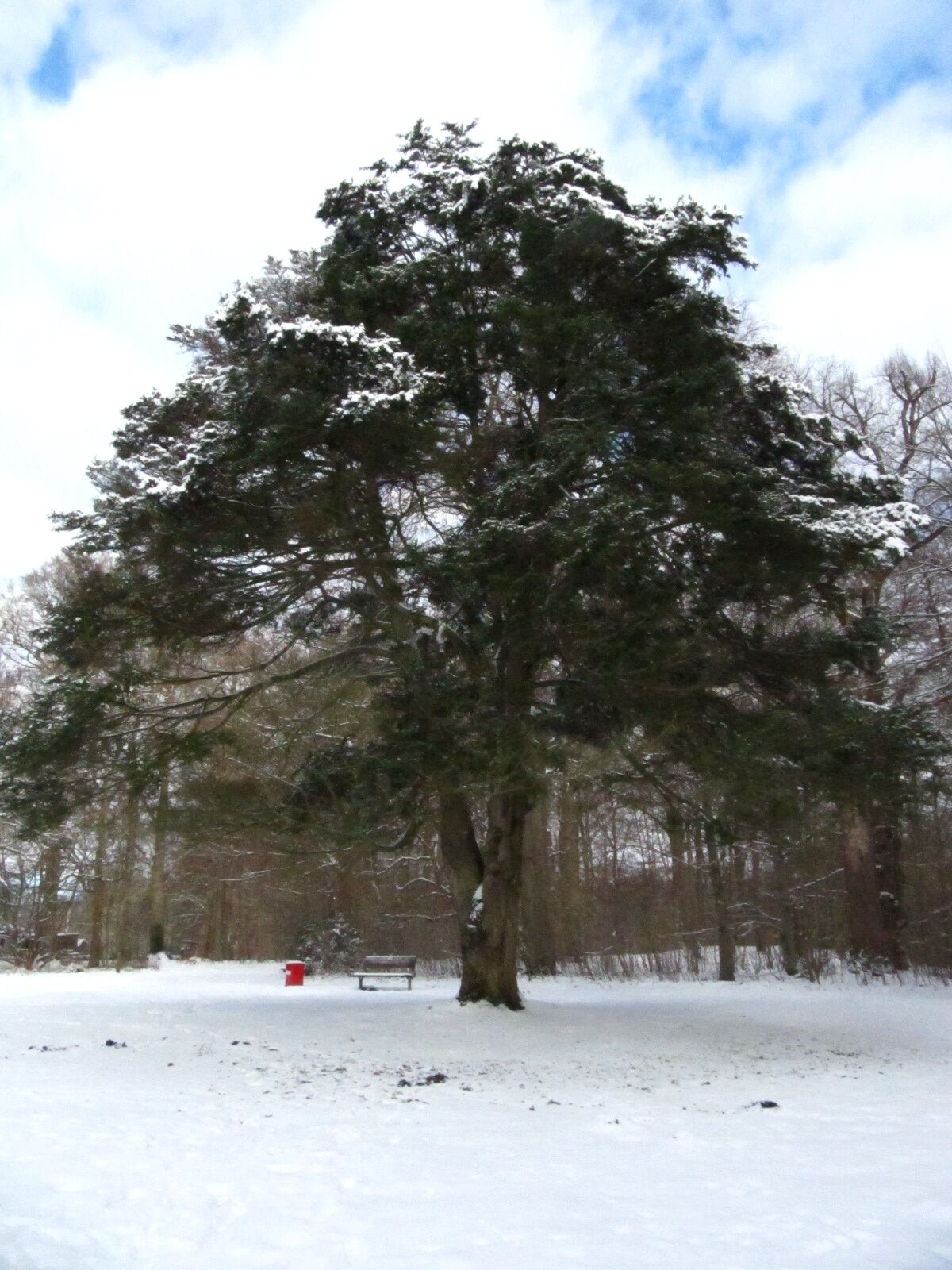 Tsuga sieboldii - Hamburg-Poppenbüttel - Feb. 2026