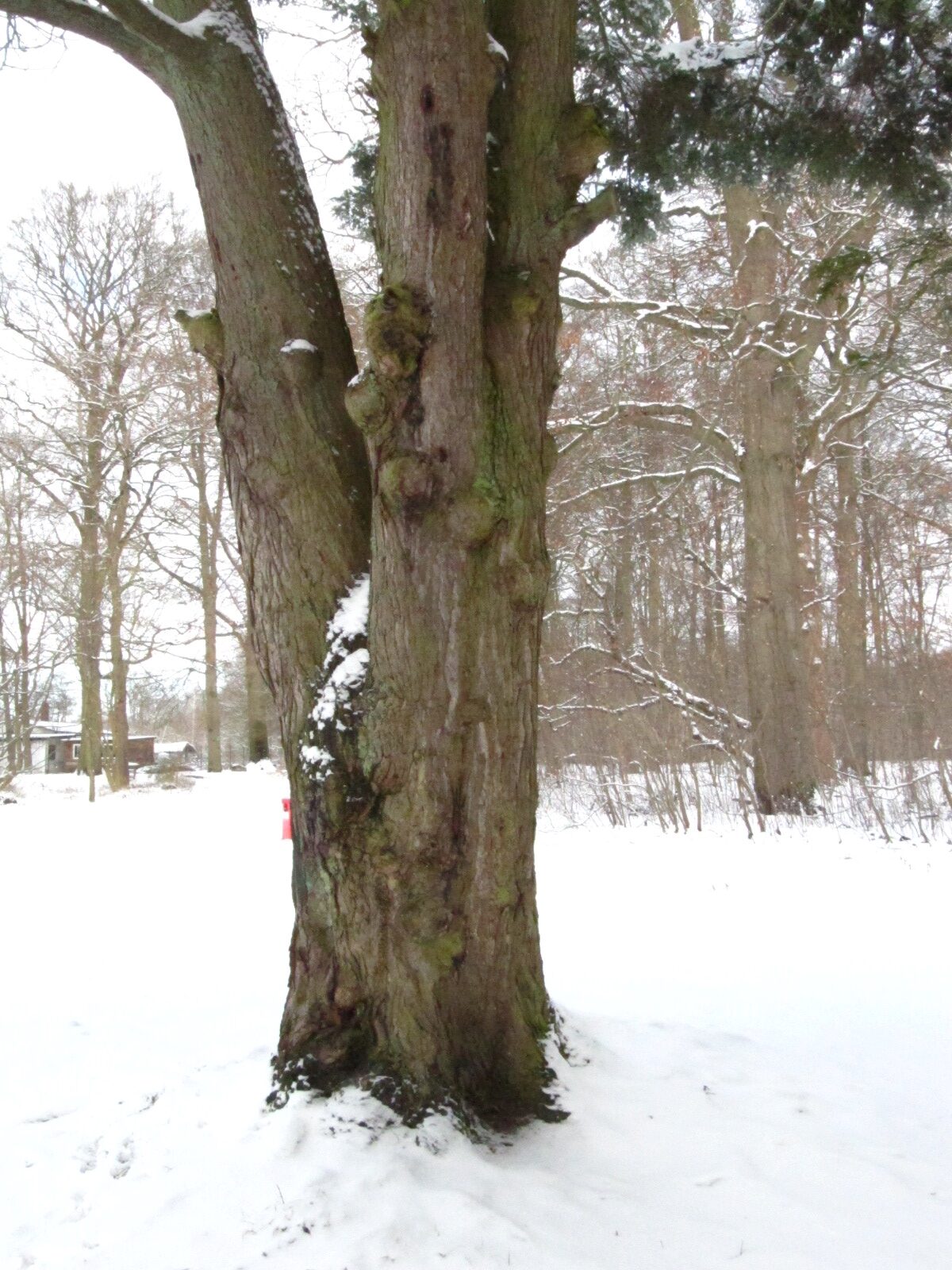 Tsuga sieboldii - Hamburg-Poppenbüttel - Feb. 2026