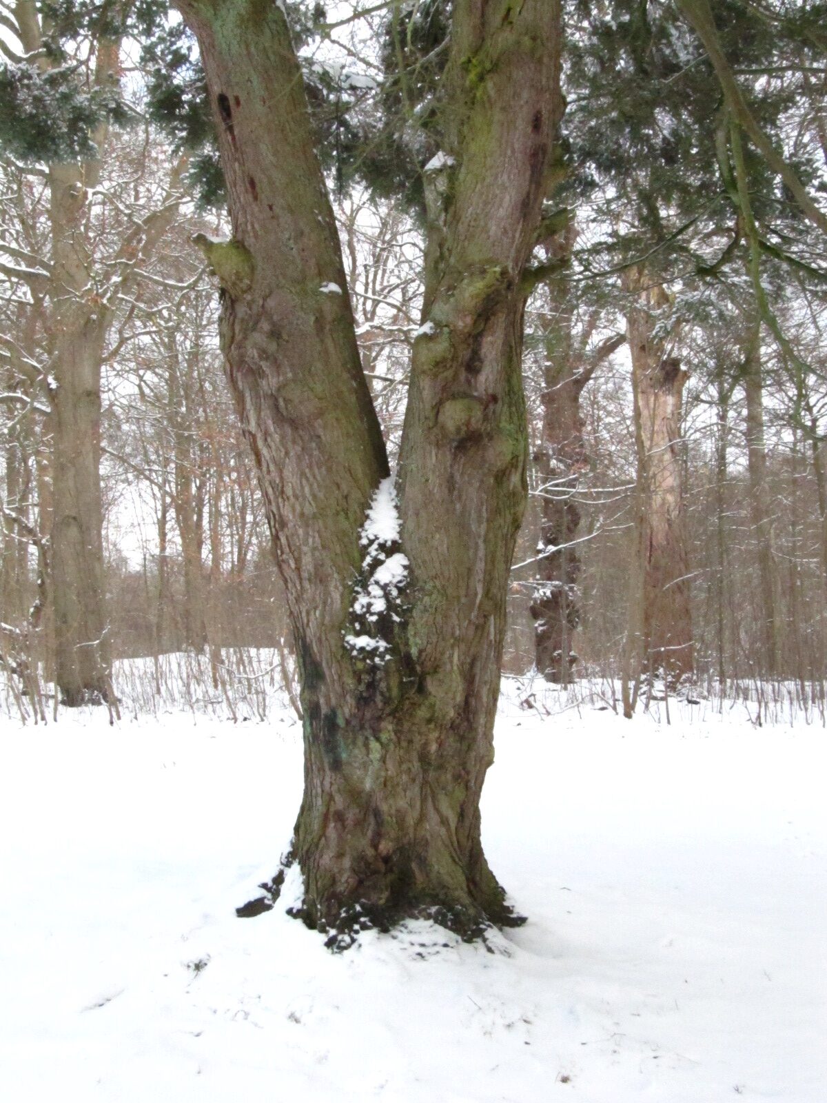 Tsuga sieboldii - Hamburg-Poppenbüttel - Feb. 2026