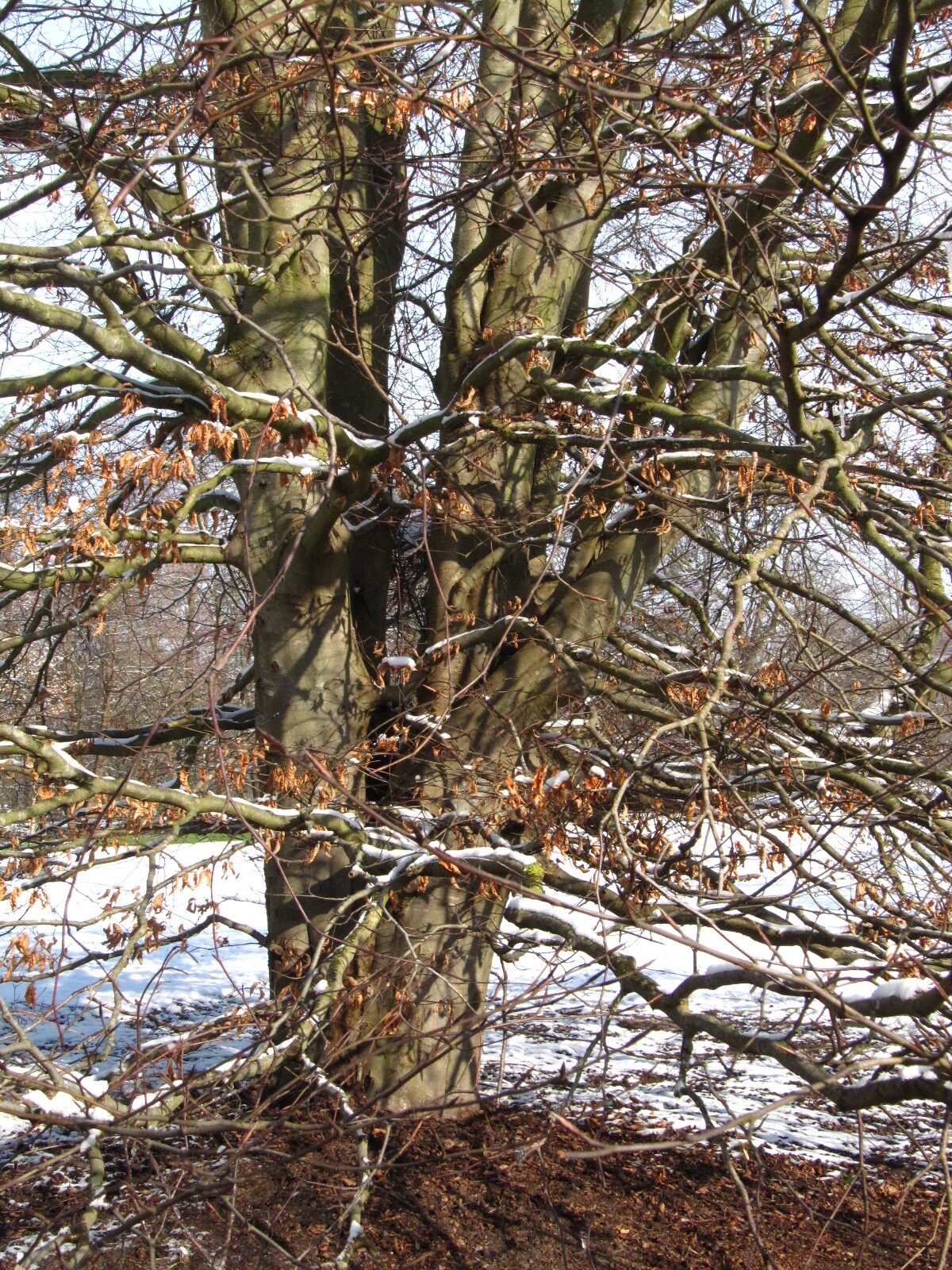 Fagus engleriana - Bremen, Iken-Arboretum - Feb. 2026