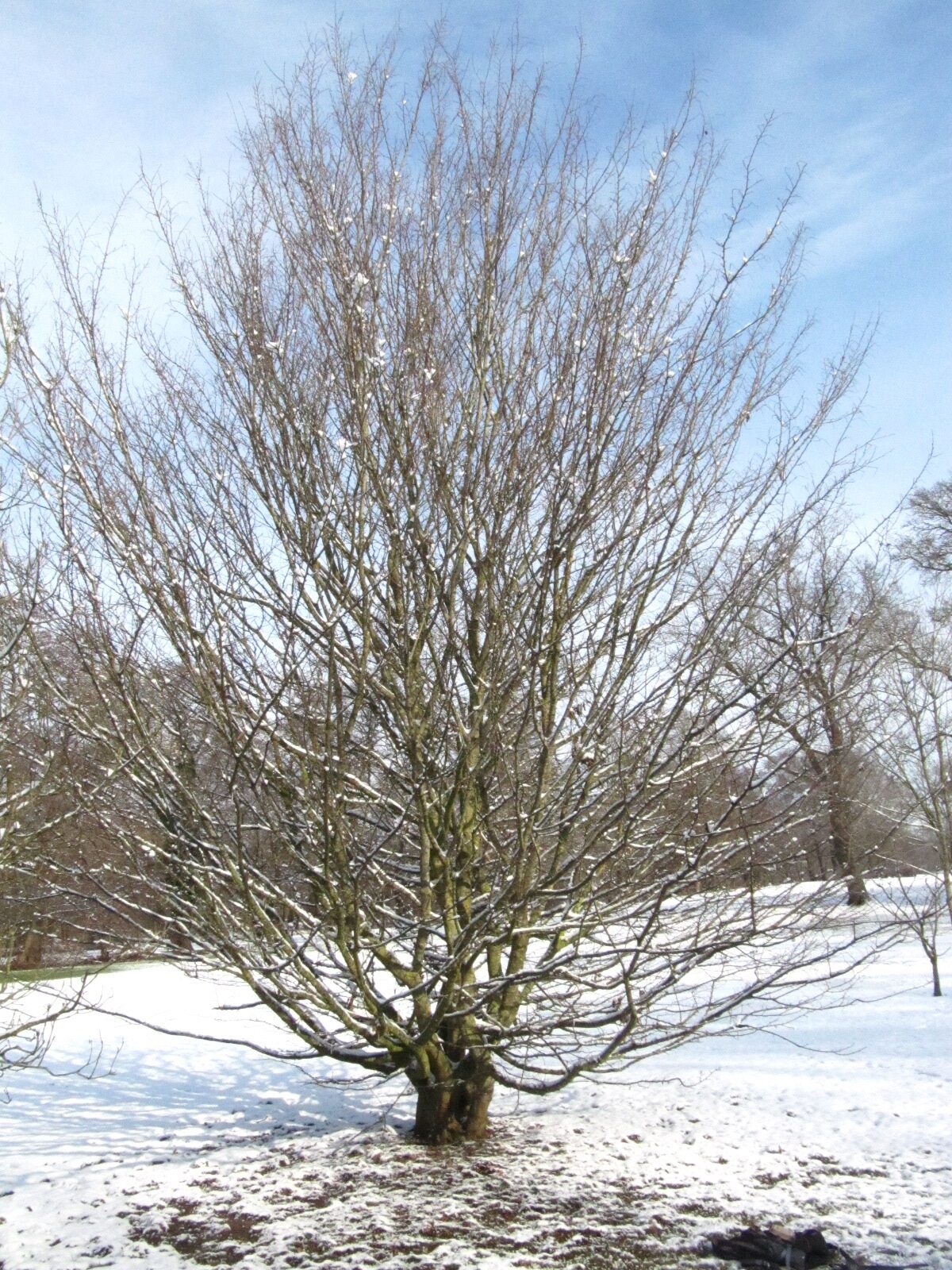 Carpinus tschonoskii - Bremen, Iken-Arboretum - Feb. 2026