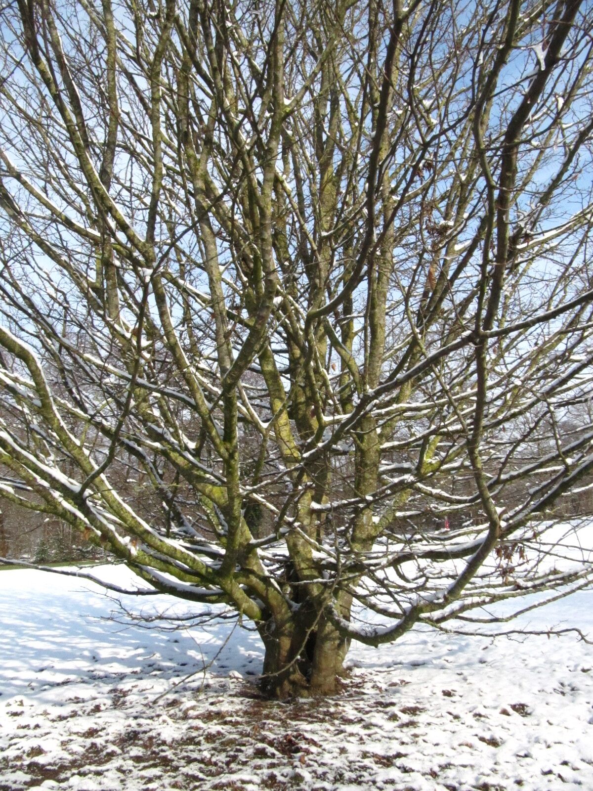 Carpinus tschonoskii - Bremen, Iken-Arboretum - Feb. 2026