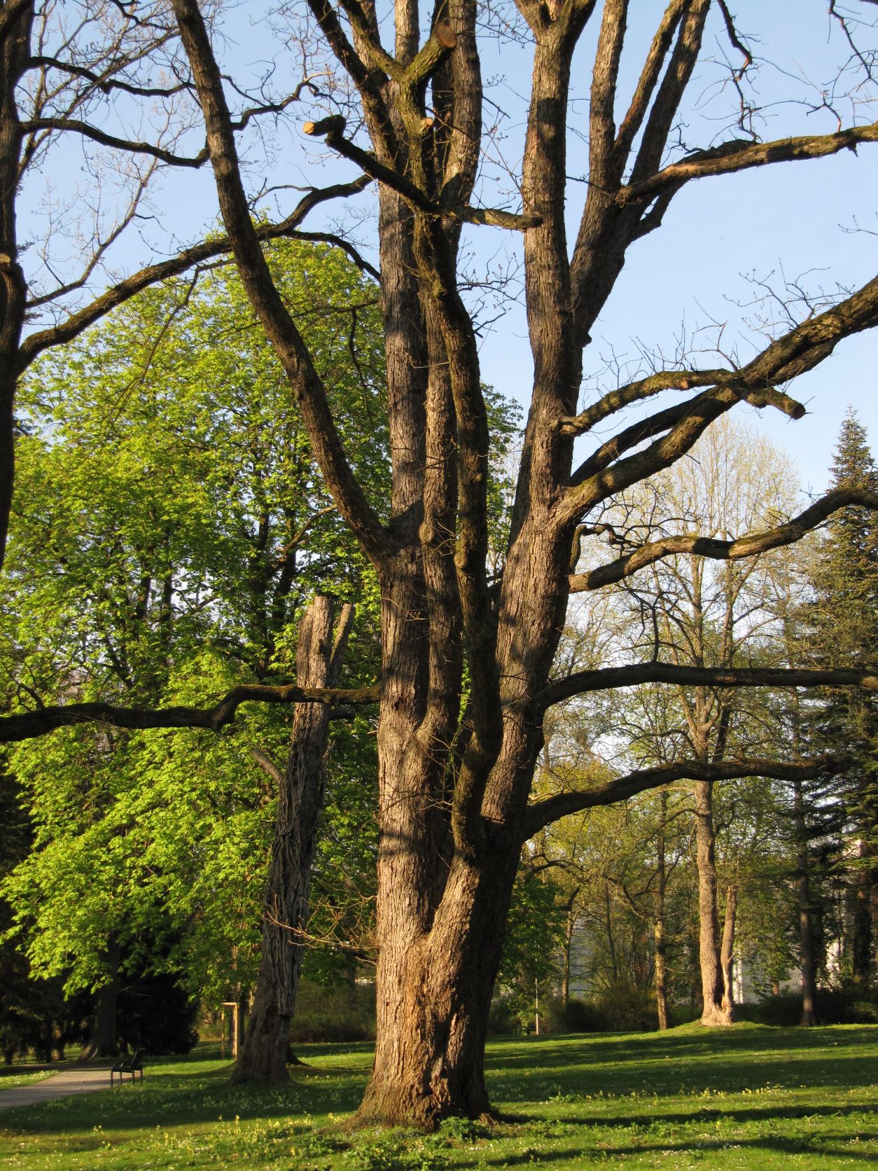 Quercus macranthera - Bad Eilsen - April 2022