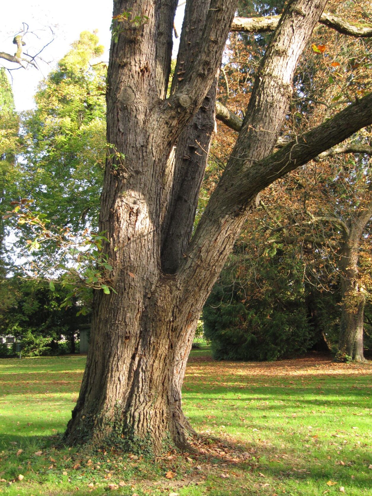 Quercus macranthera - Bad Eilsen - April 2022