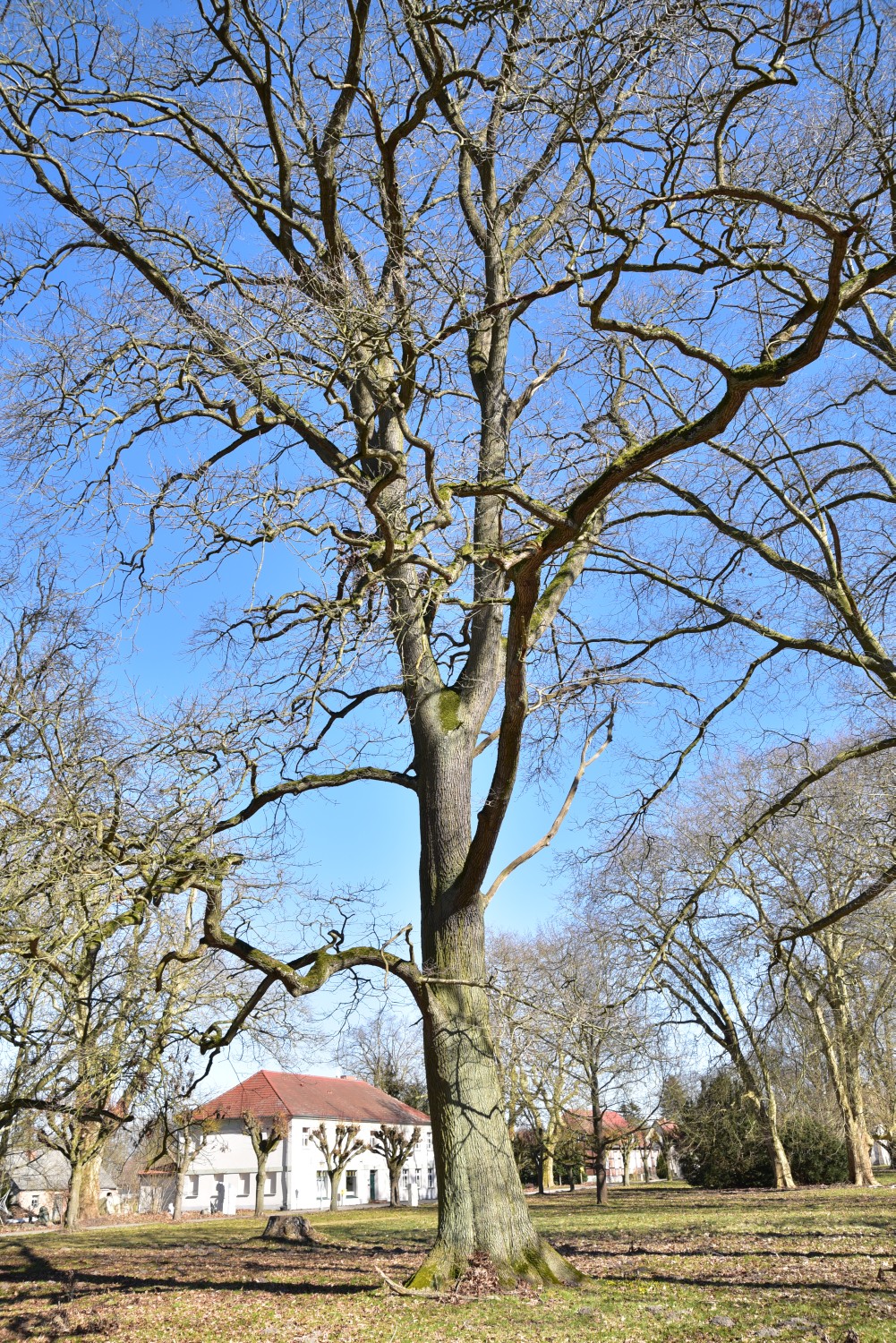 Mispelblättrige Trauben-Eiche - Ivenack - Winter 2018