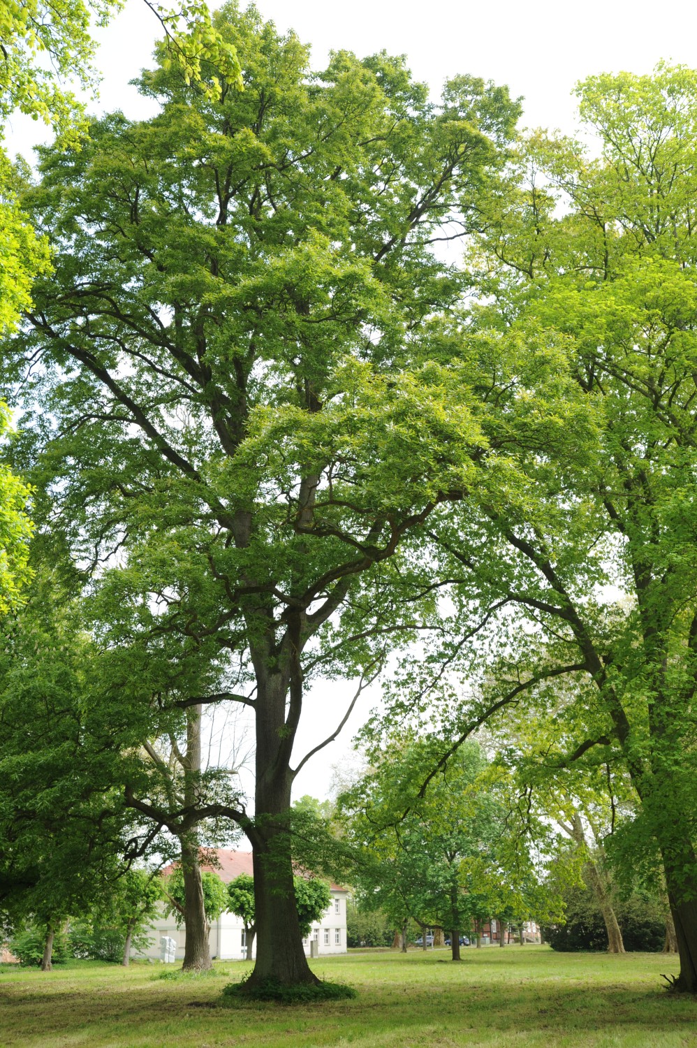 Mispelblättrige Trauben-Eiche - Ivenack - Sommer 2014