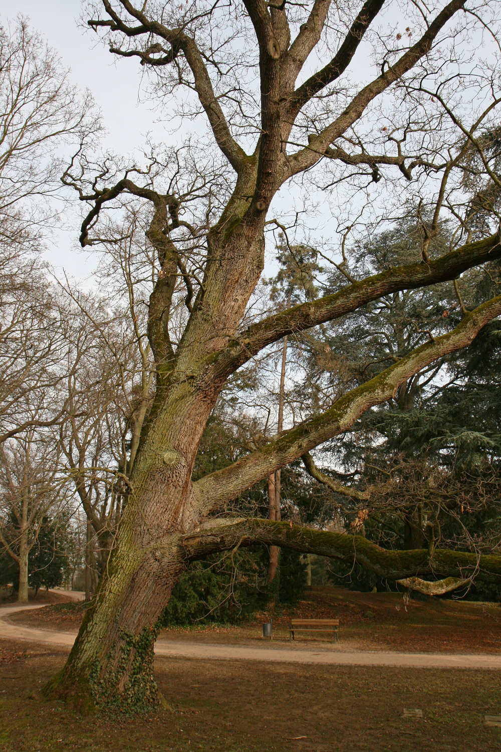 'Mespilifolia' petraea Quercus