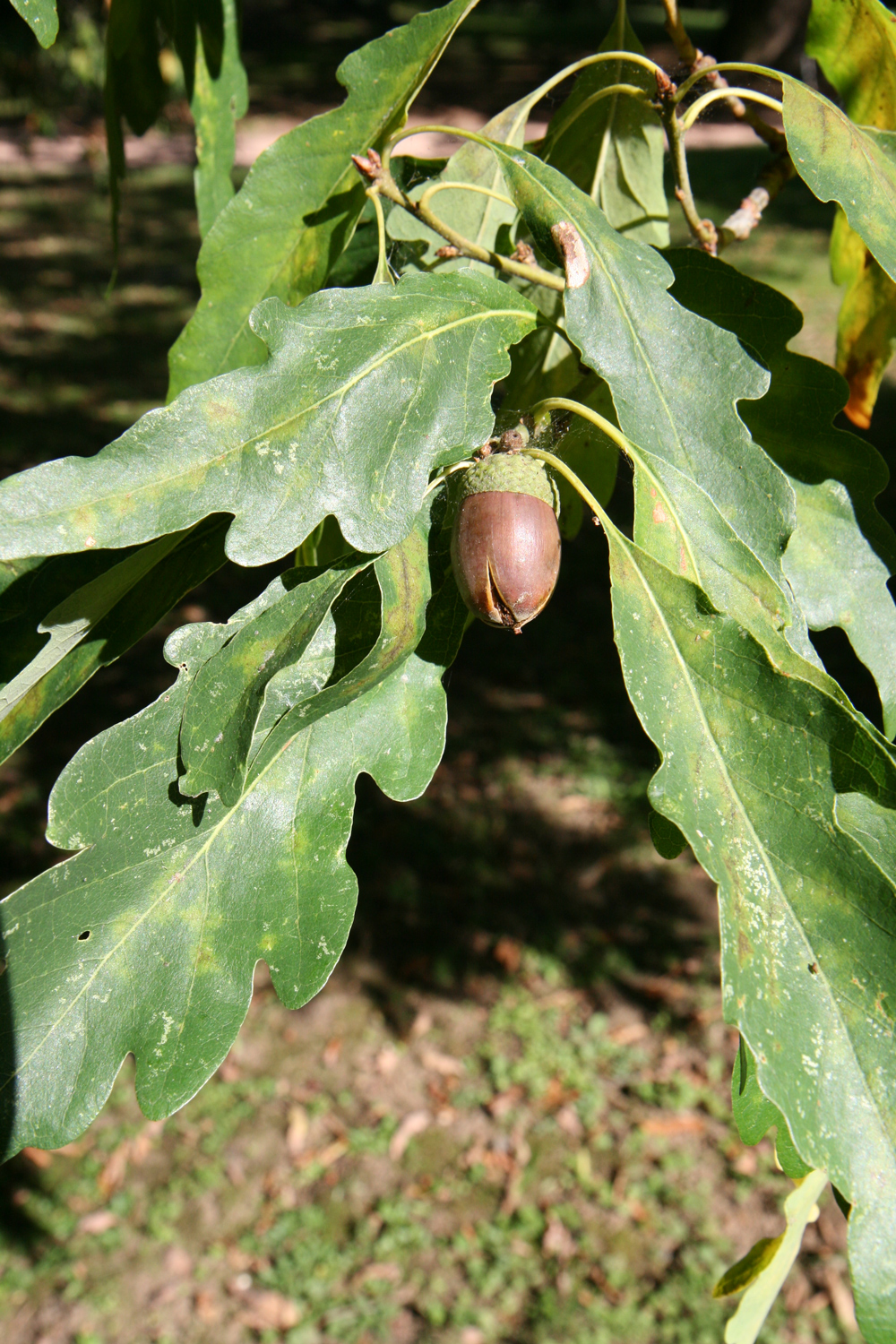 Quercus petraea 'Mespilifolia' - Kirchheimbolanden - Sept. 2011
