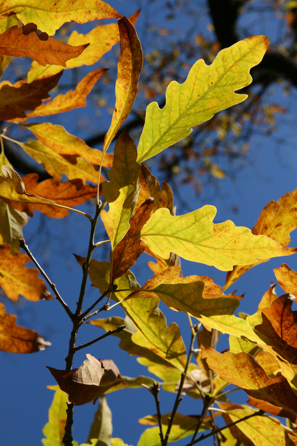 Quercus petraea 'Mespilifolia' - Kirchheimbolanden - Sept. 2010