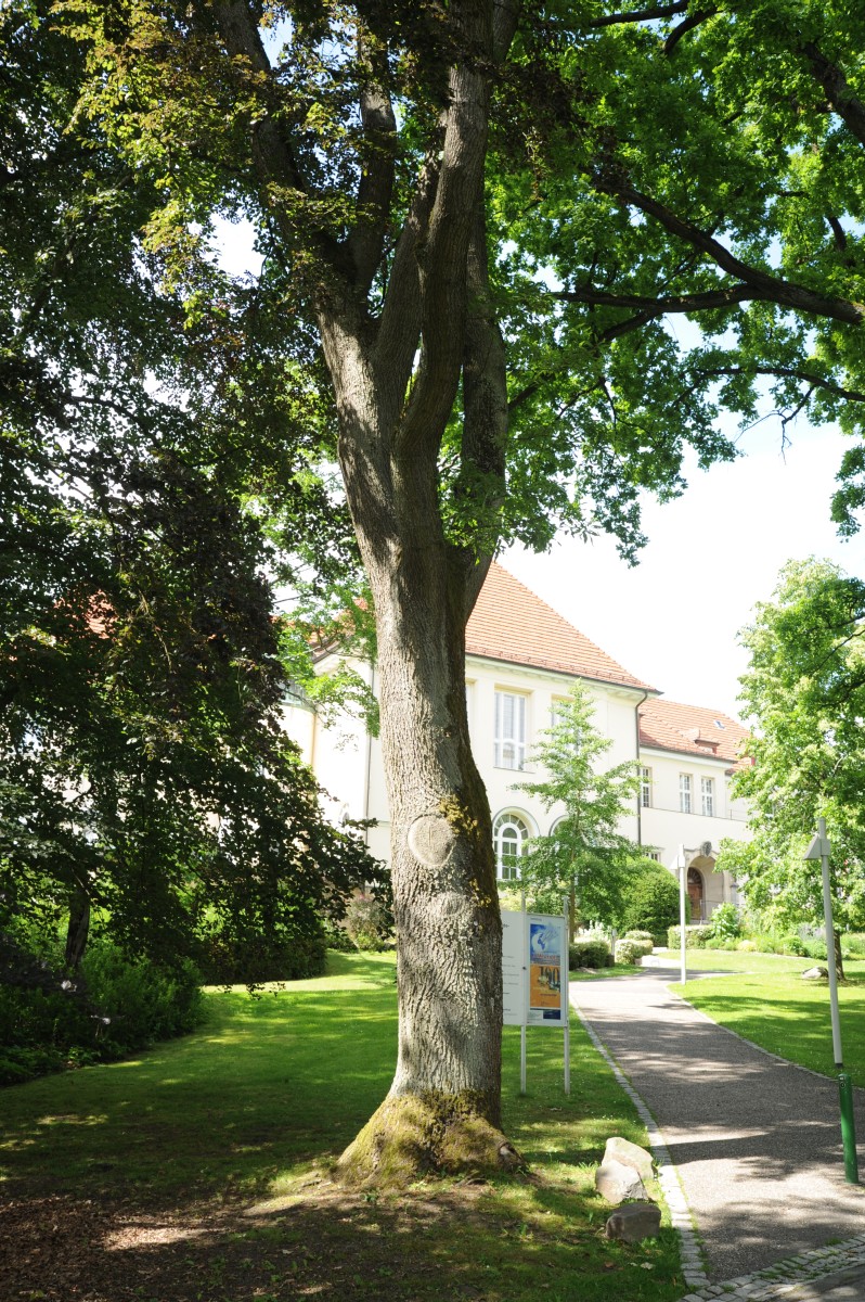 'Mespilifolia' petraea Quercus