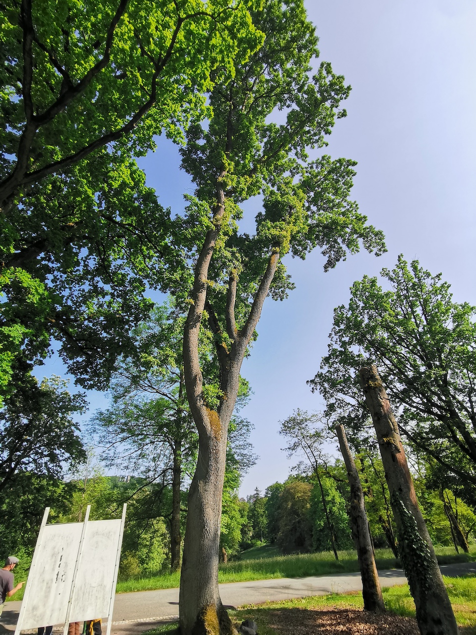 Quercus petraea 'Mespilifolia' - Coburg - 2023