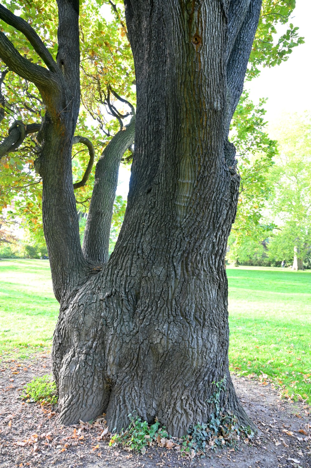Quercus robur Fastigiata-Gruppe - Dresden - 2022