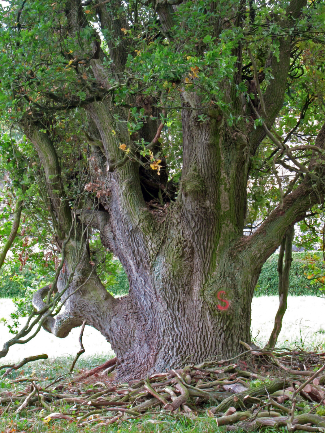 Säulen-Eiche - Schlosspark Untermerzbach - Dez. 2012