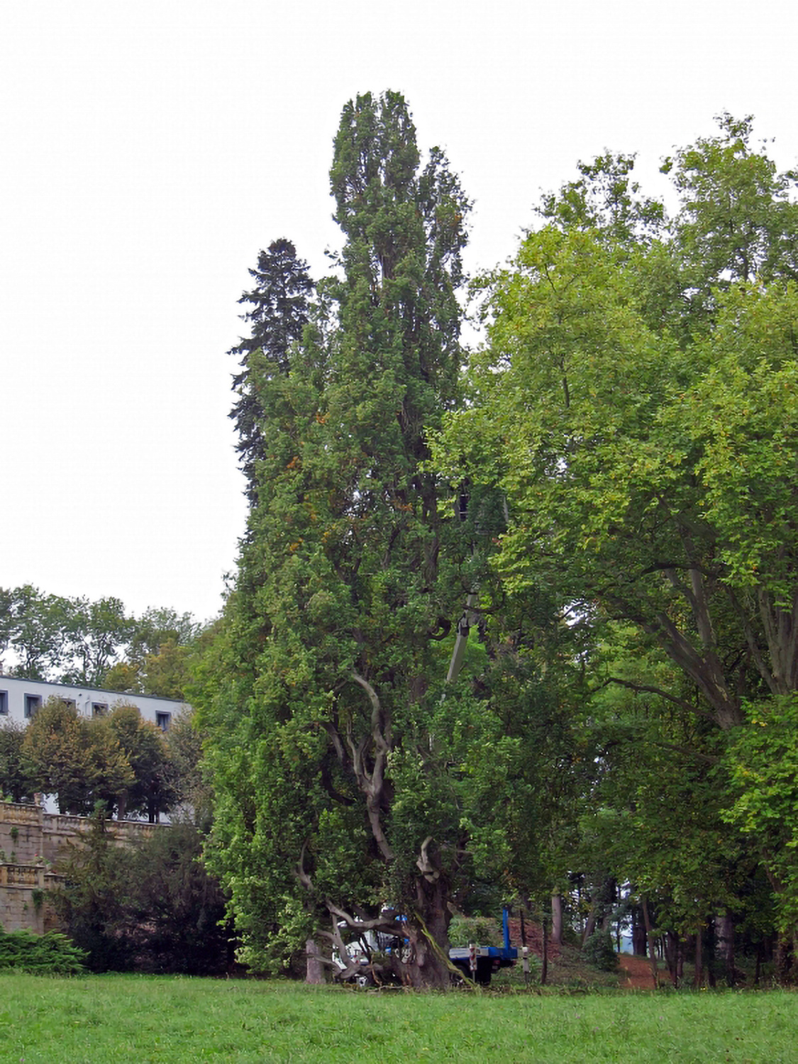 Säulen-Eiche - Schlosspark Untermerzbach - Dez. 2012