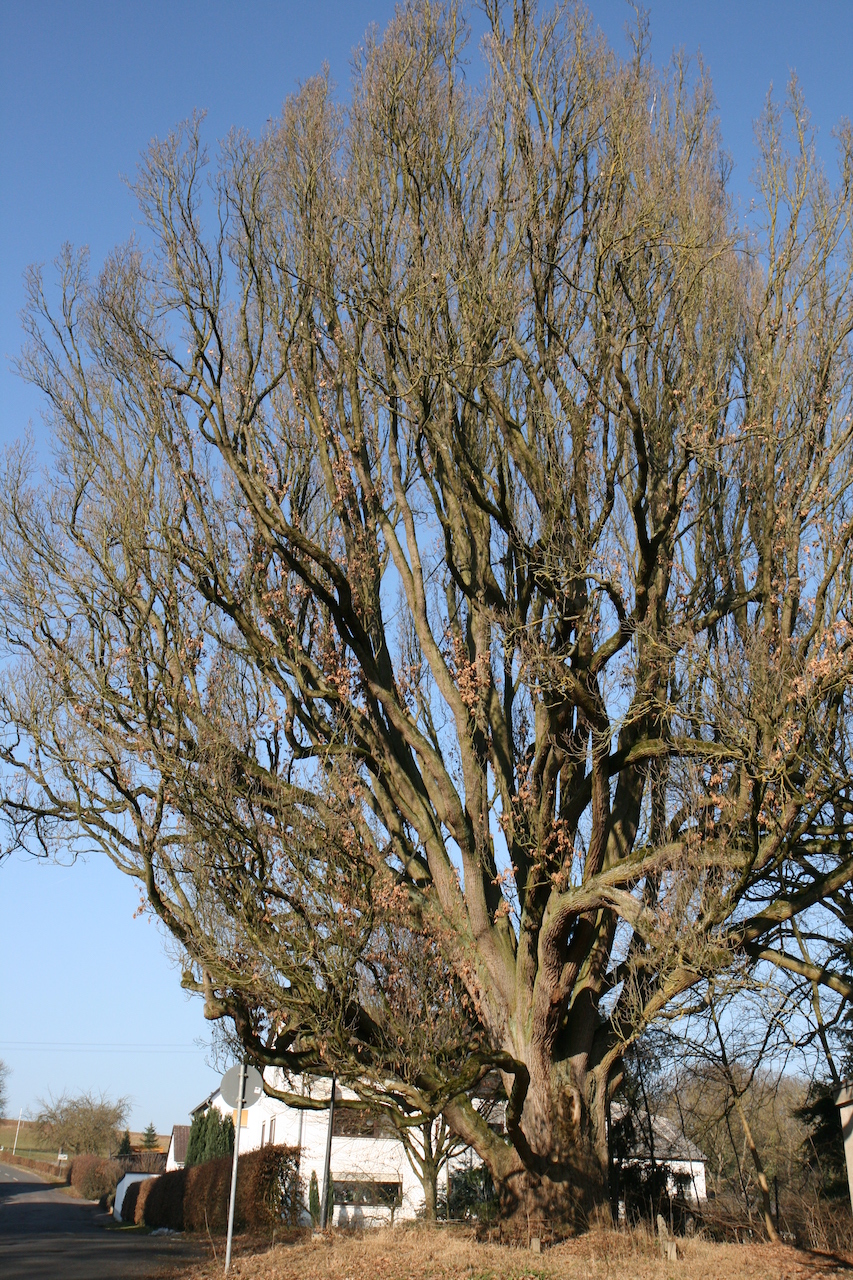 Quercus robur Fastigiata-Gruppe - Dehrn - 2021