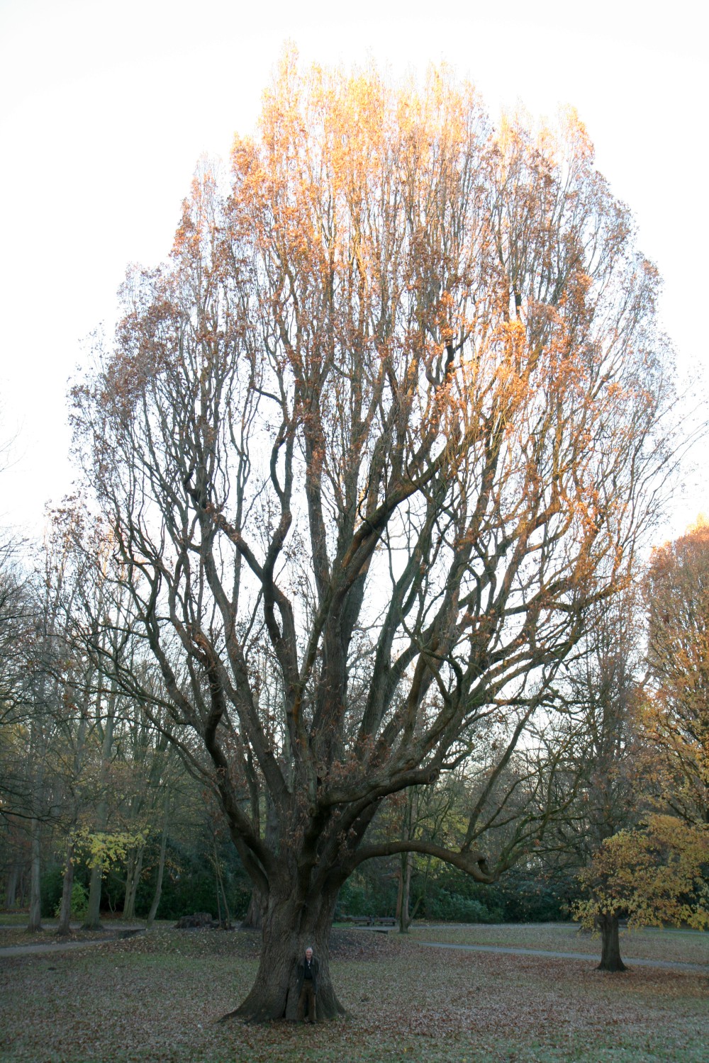 Fastigiata-Gruppe Quercus robur