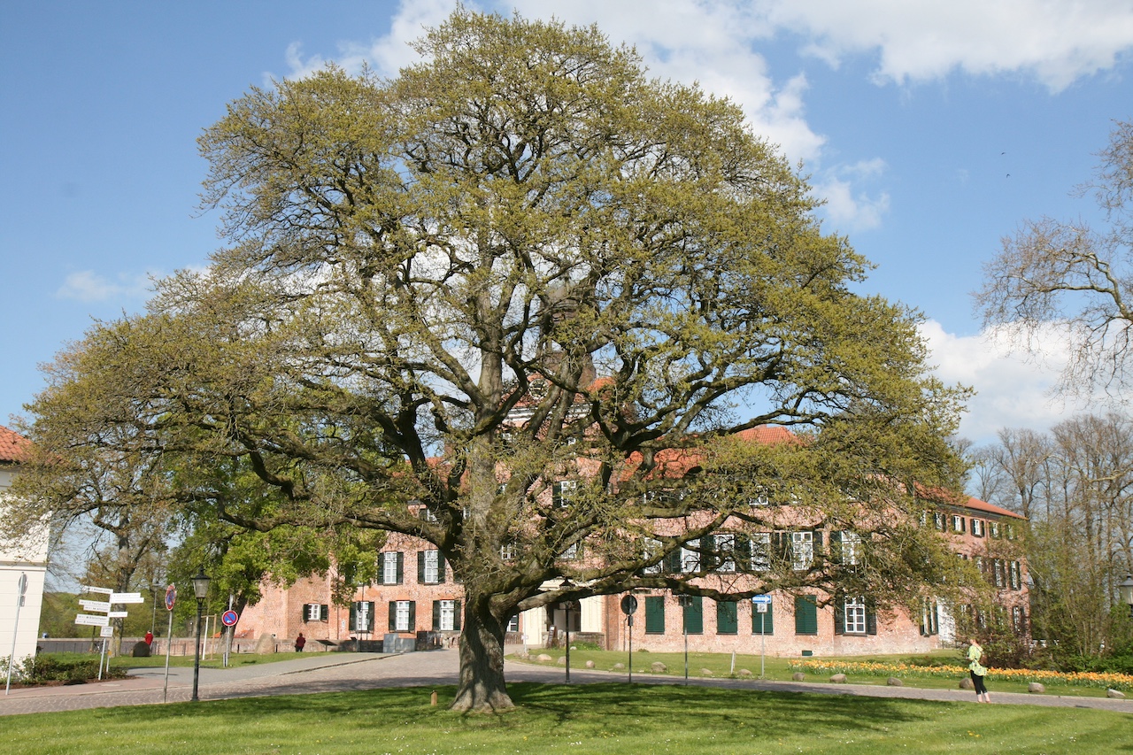 'Pectinata' Quercus robur