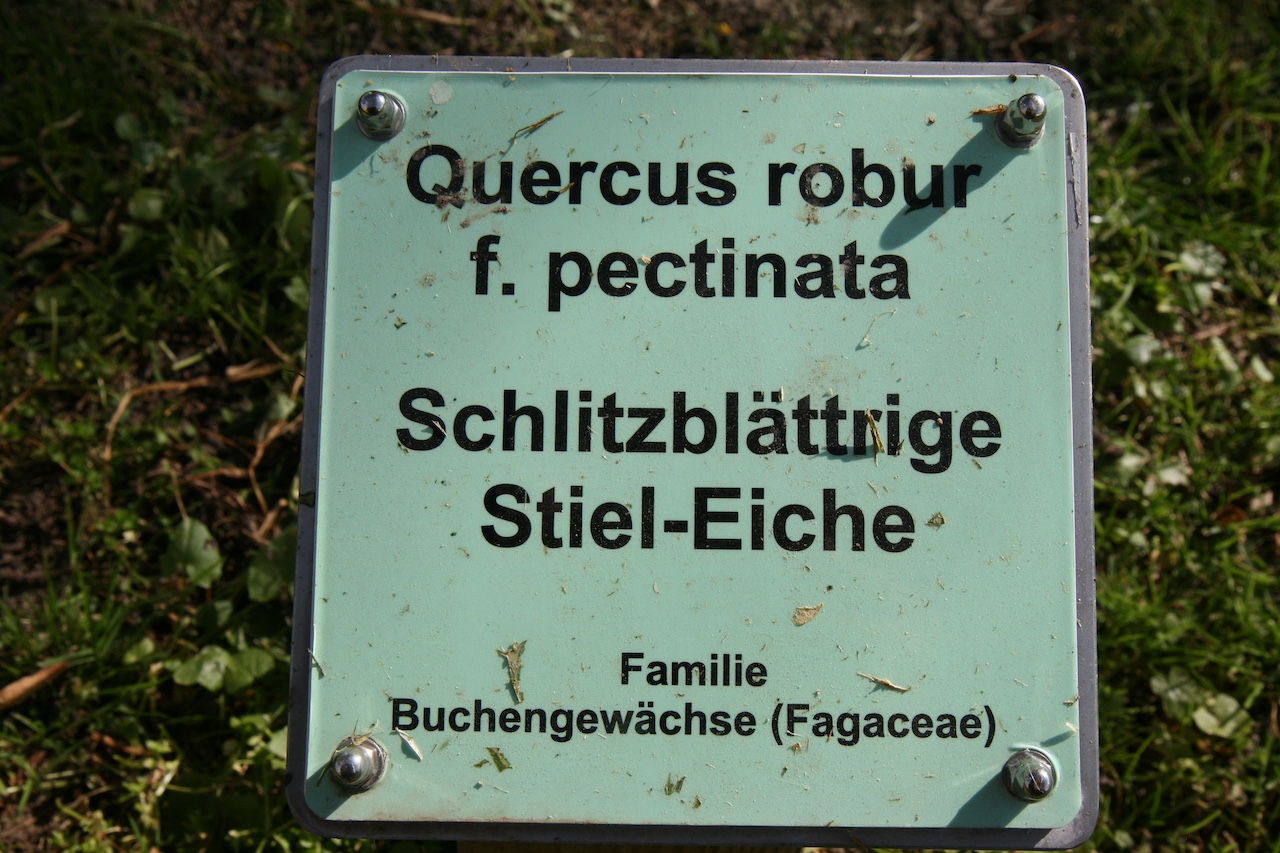Quercus robur 'Pectinata' - Eutin - Mai 2022