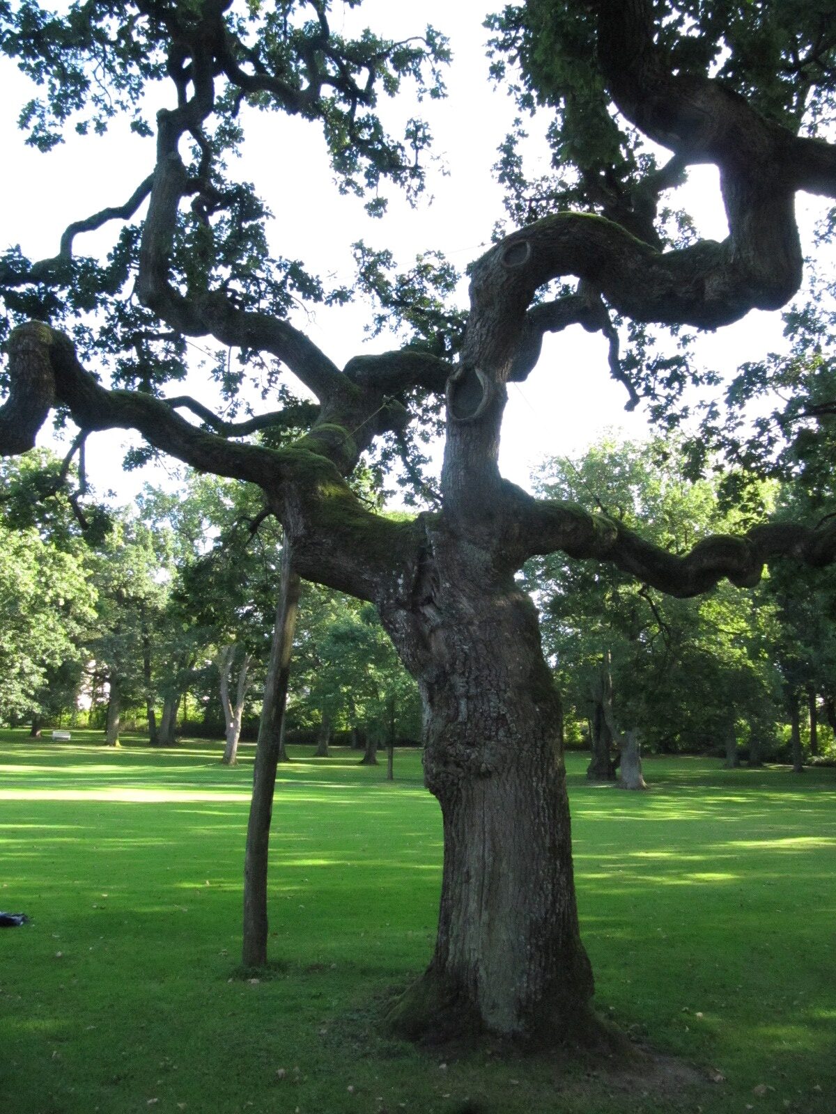 'Tortuosa' Quercus robur