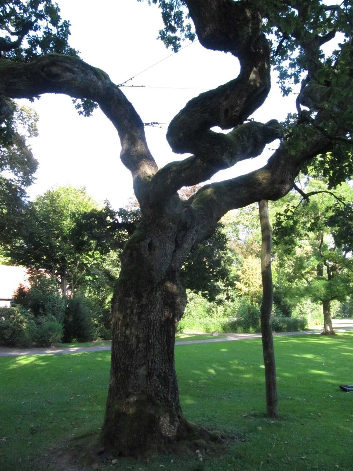 Quercus robur 'Tortuosa' - Bad Driburg - Sept. 2023