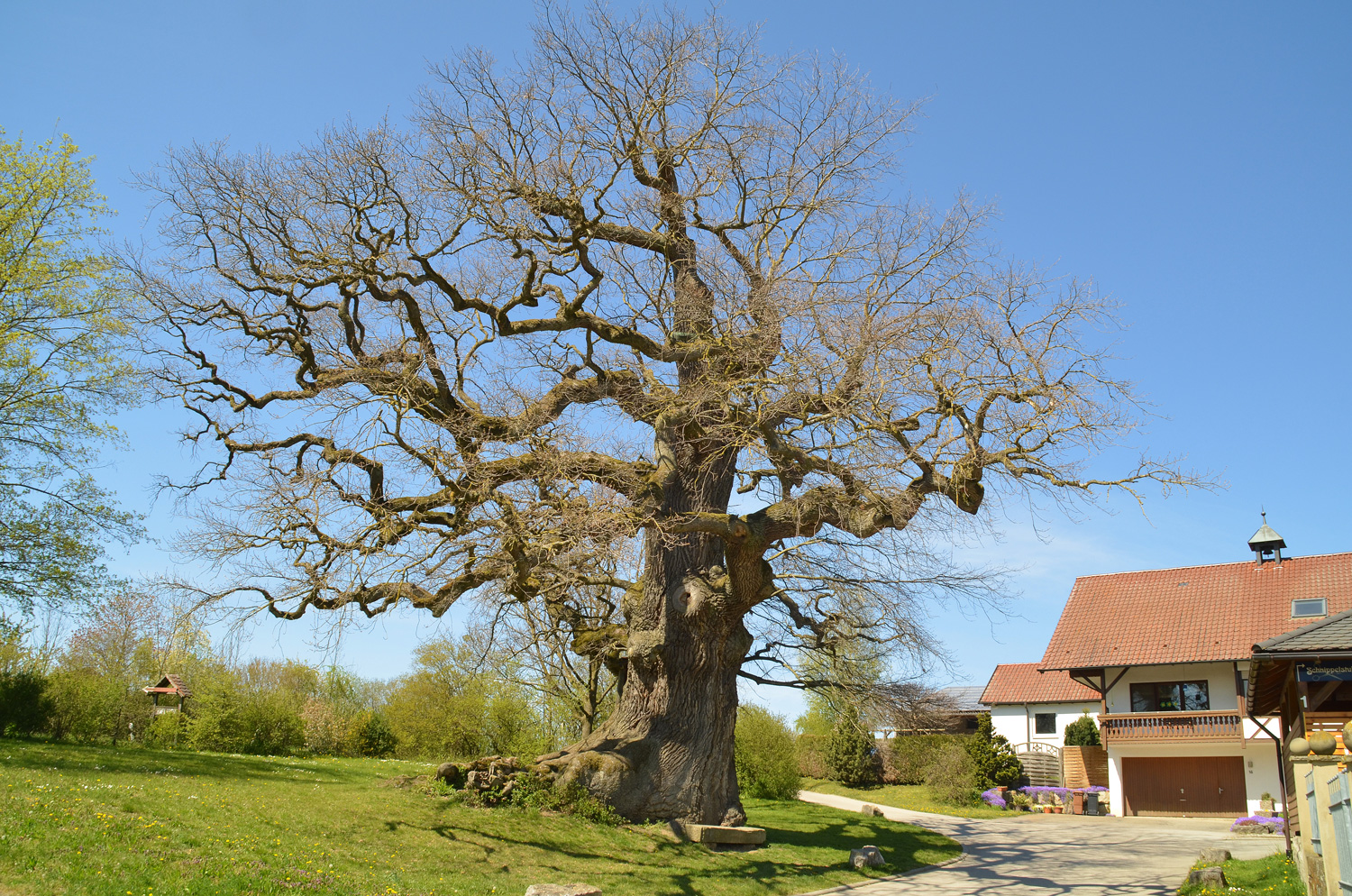 Quercus robur - Emmertshof - 2021