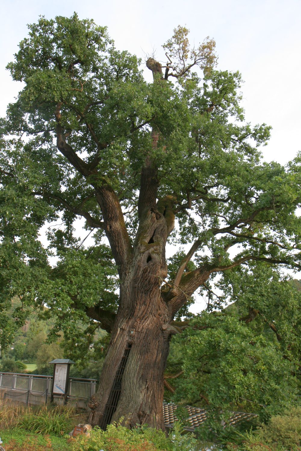 Quercus robur - Dausenau - 2020