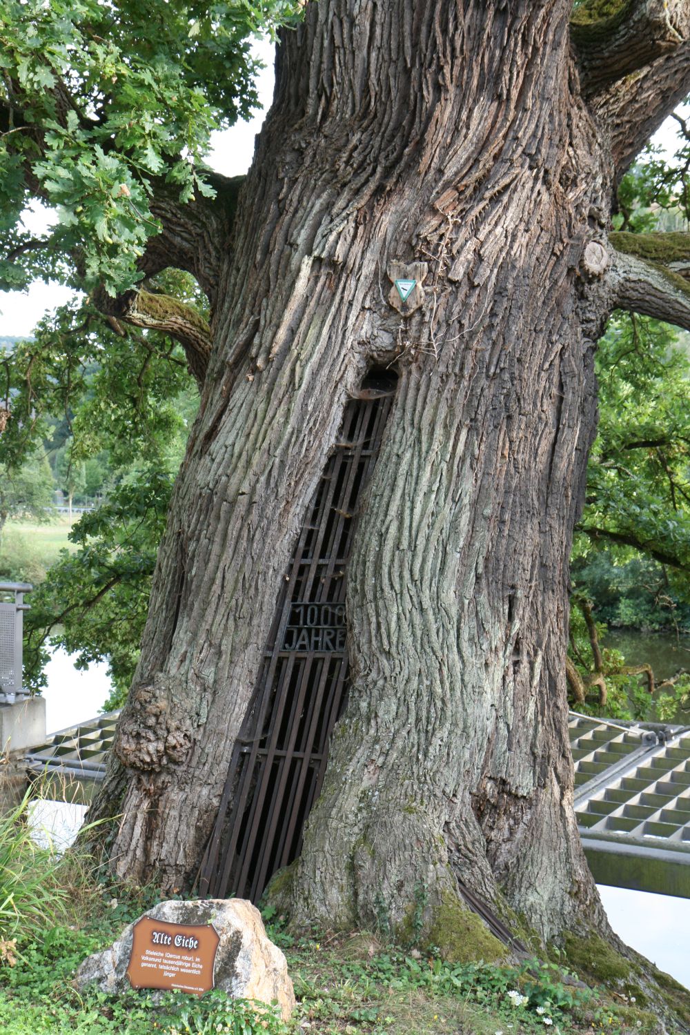Quercus robur - Dausenau - 2020