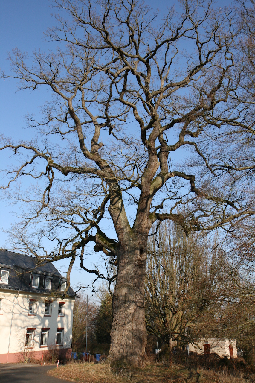 Quercus robur - Dehrn - 2021