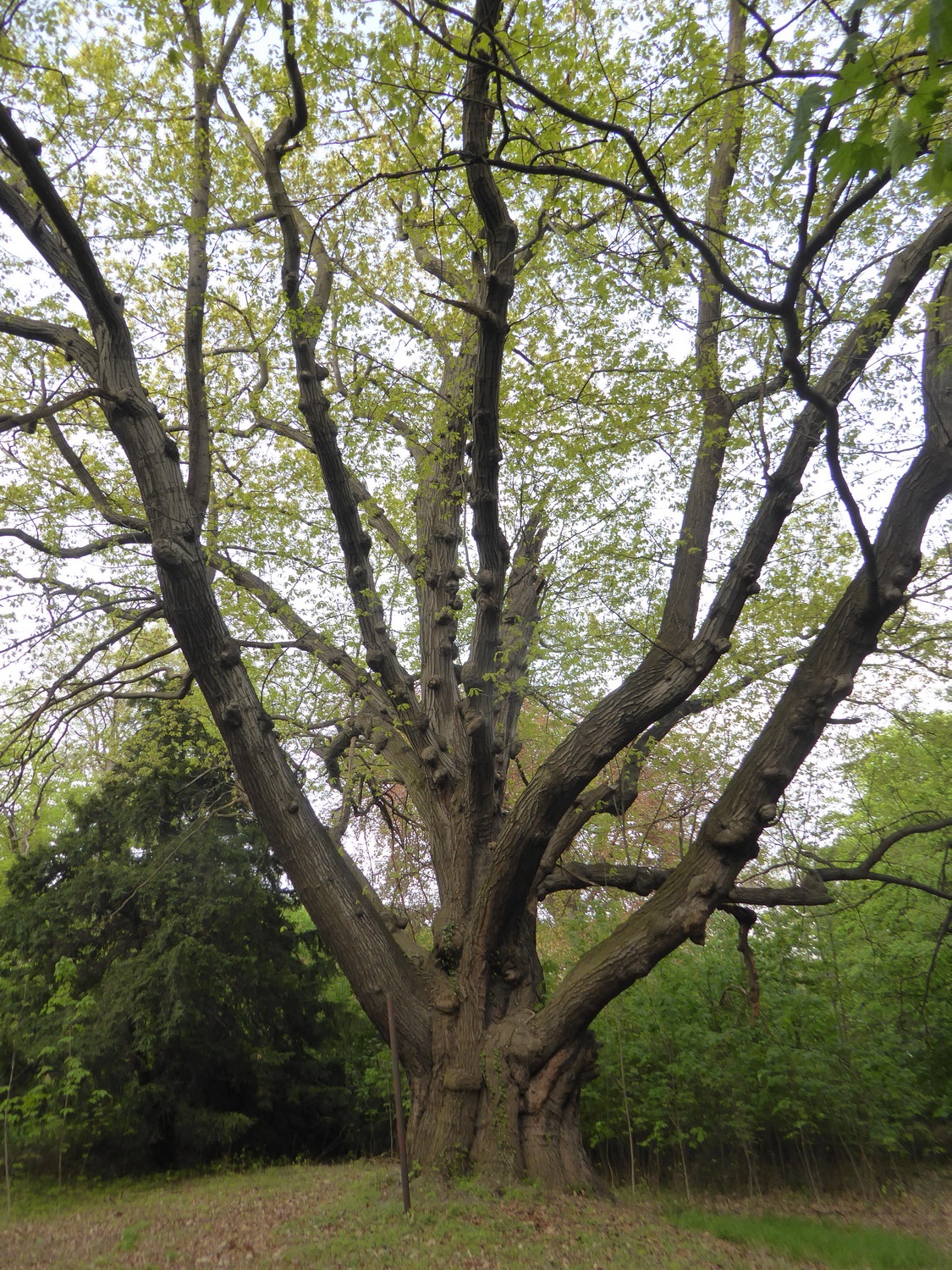 Quercus rubra