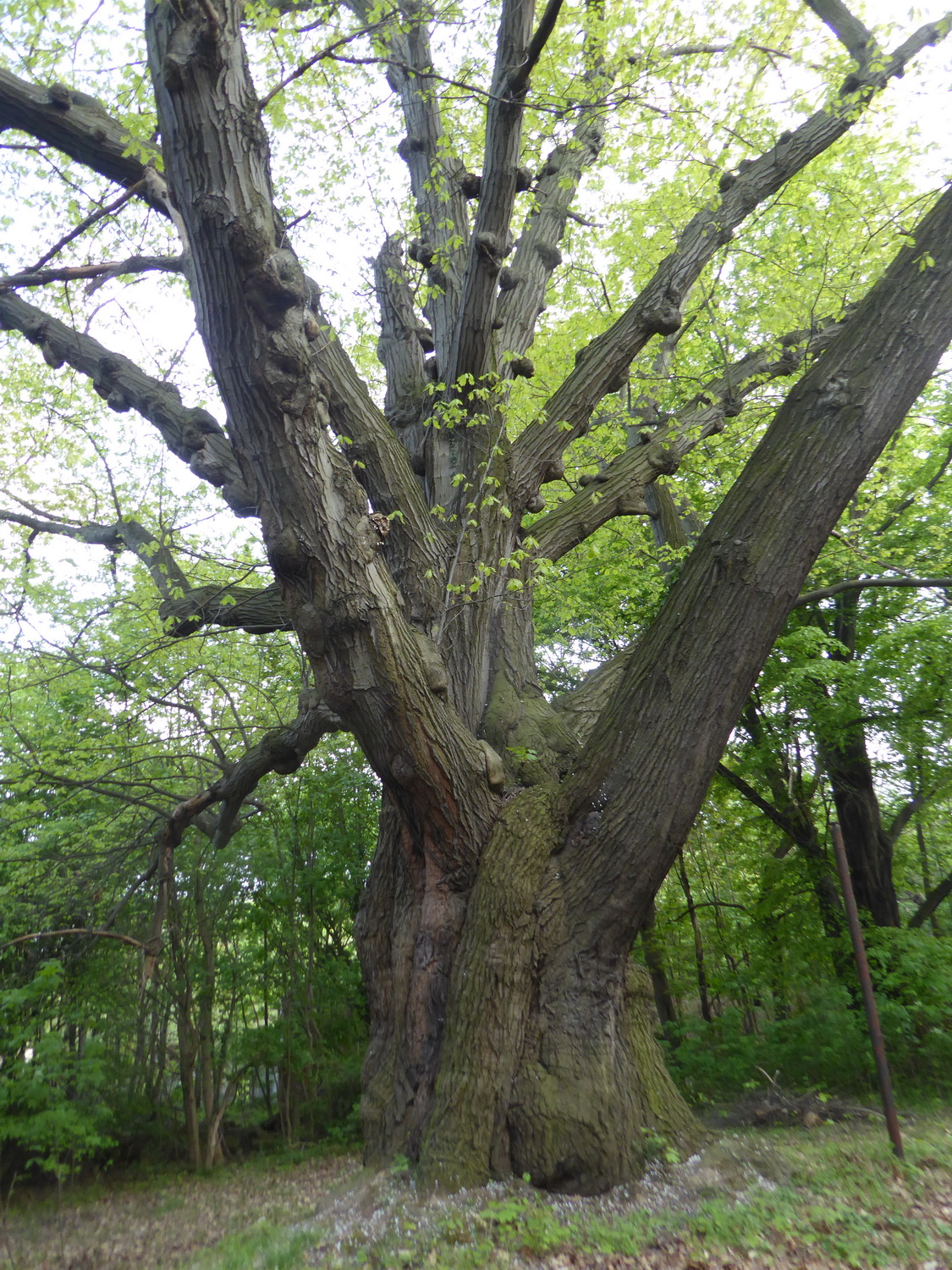 Quercus rubra - Schlosspark Nöthnitz - Mai 2022
