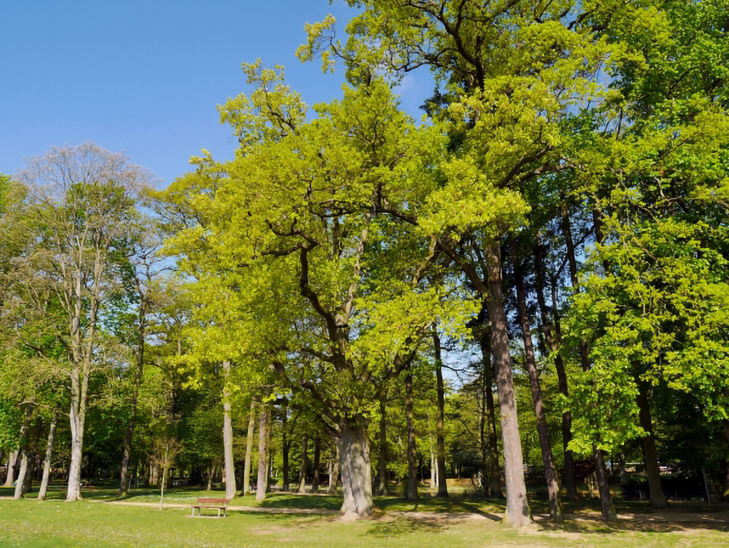 Quercus rubra - Schweinfurt, Saumain - April 2014