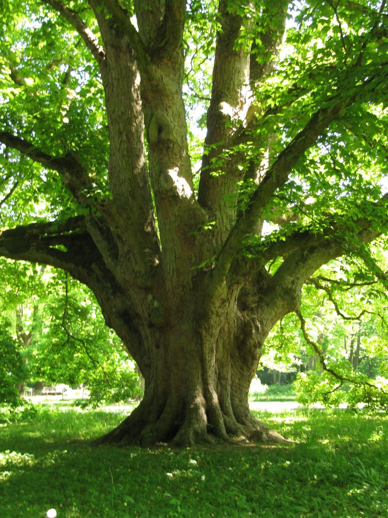 Acer pseudoplatanus - Hamburg
