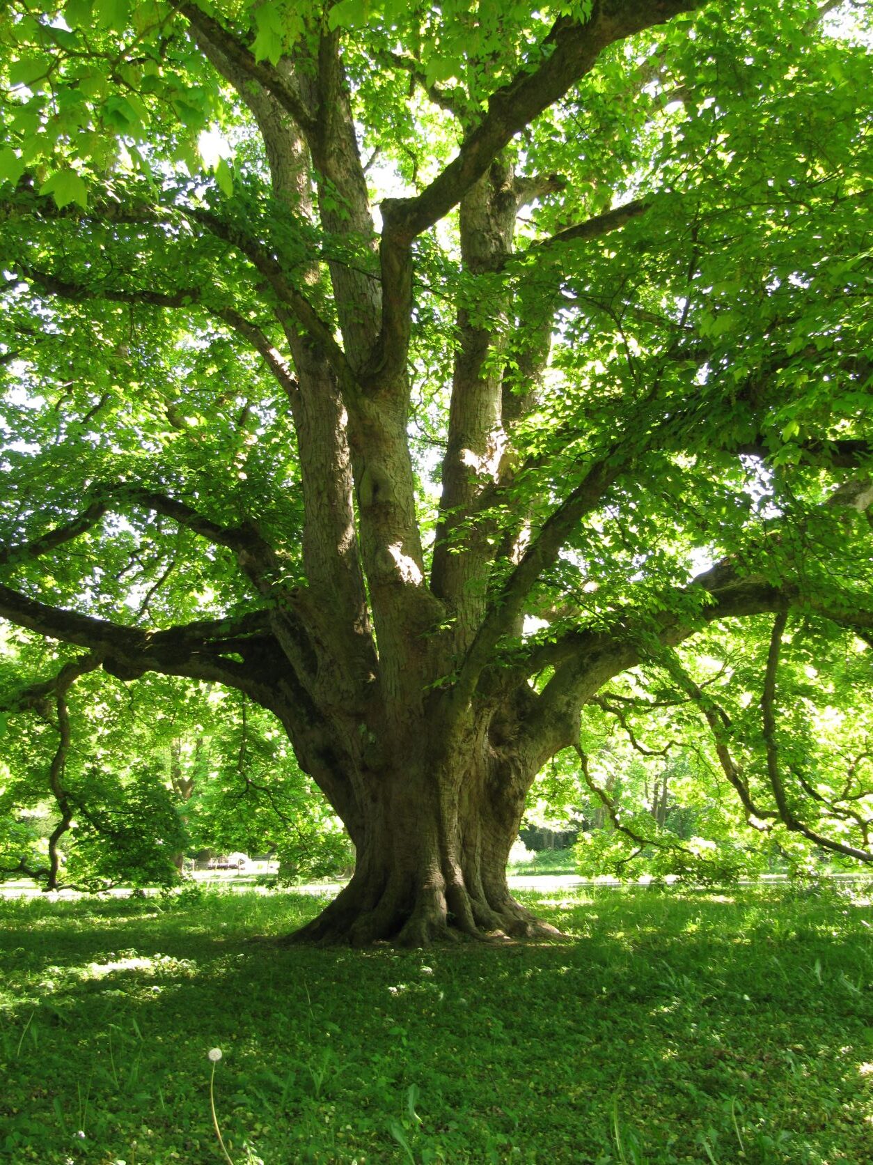Acer pseudoplatanus - Hamburg