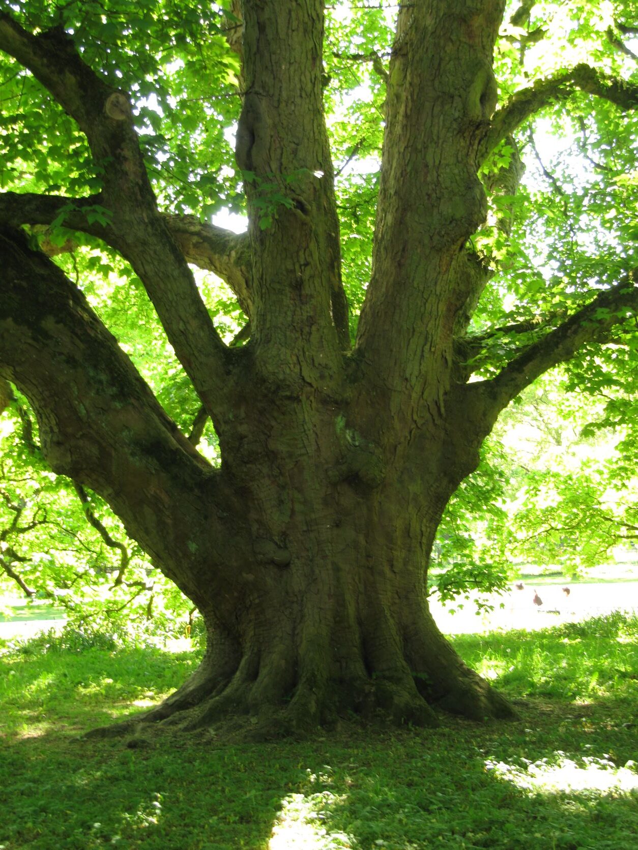 Acer pseudoplatanus - Hamburg