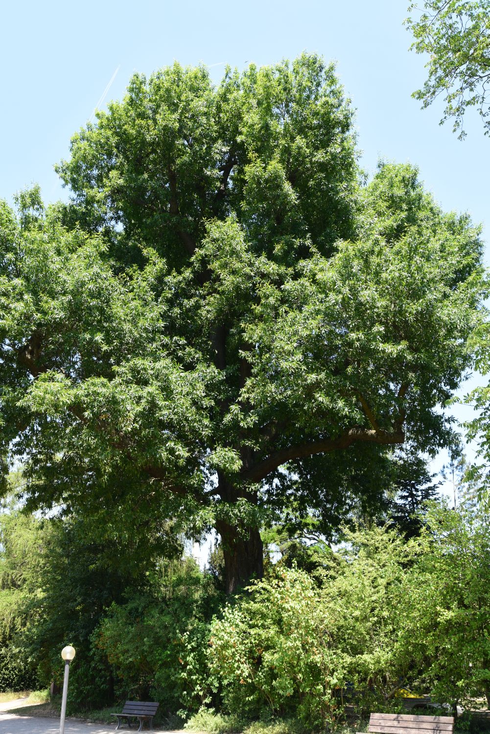 Quercus × leana - Frankfurt, Palmengarten - 2015