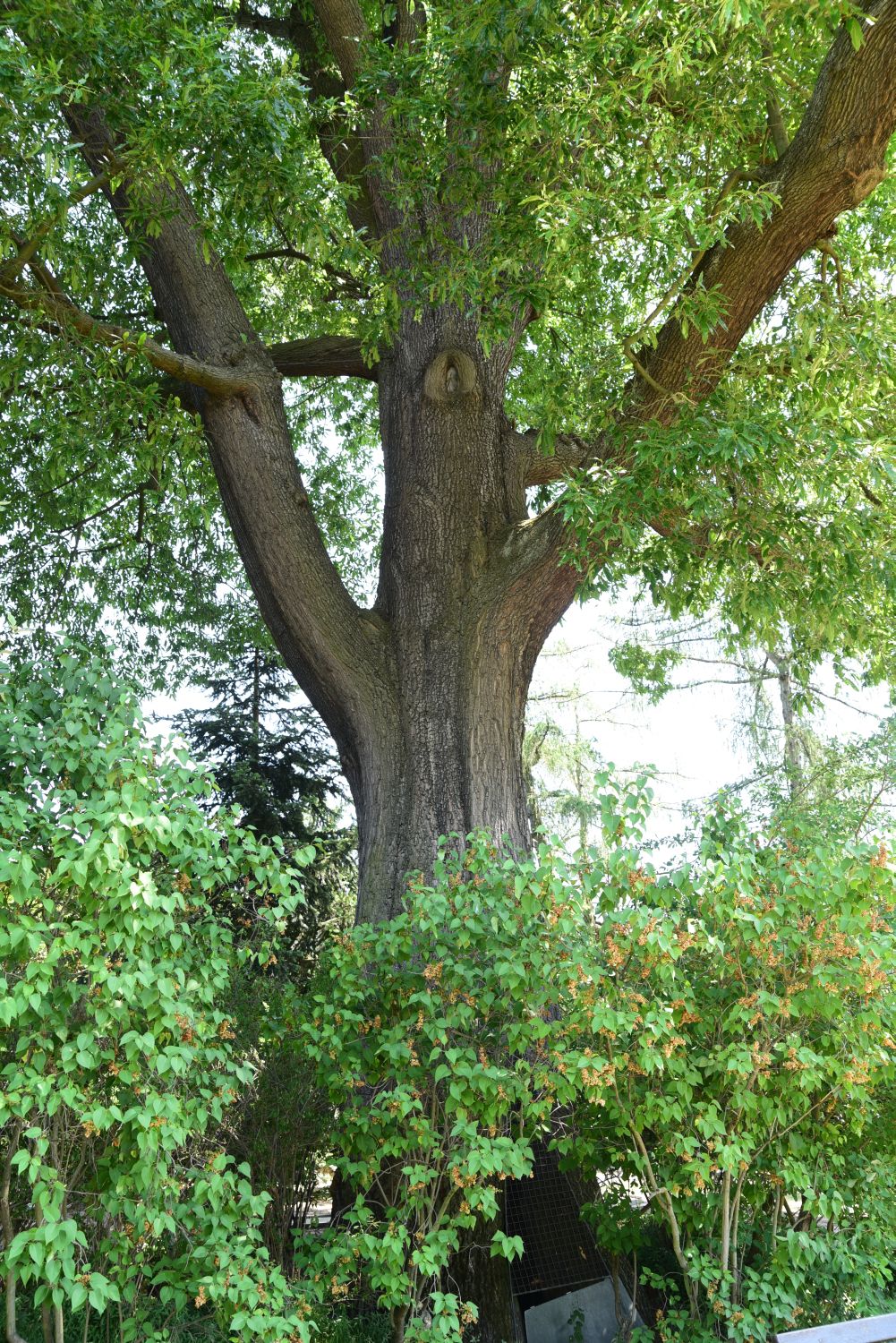 Quercus × leana - Frankfurt, Palmengarten - 2017
