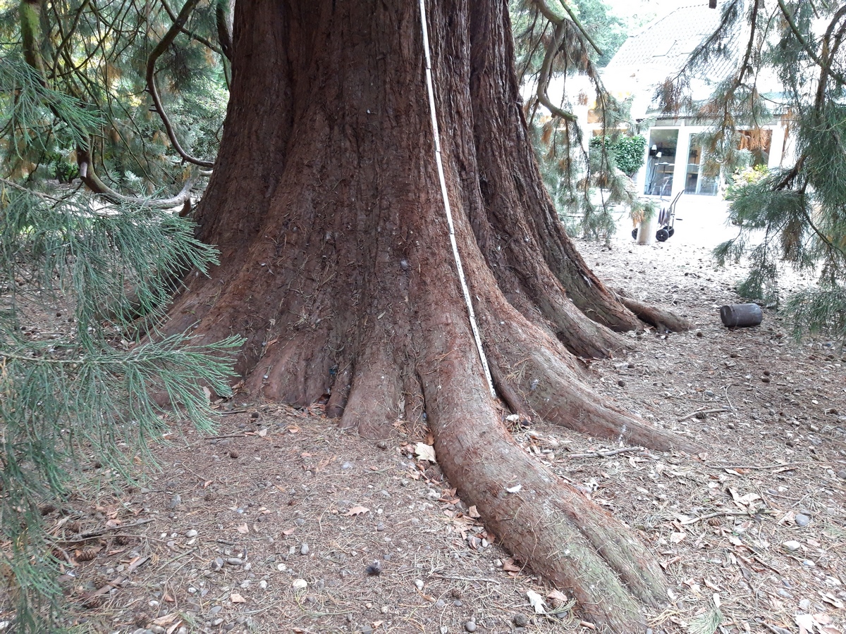 Sequoiadendron giganteum - Krefeld - 2020