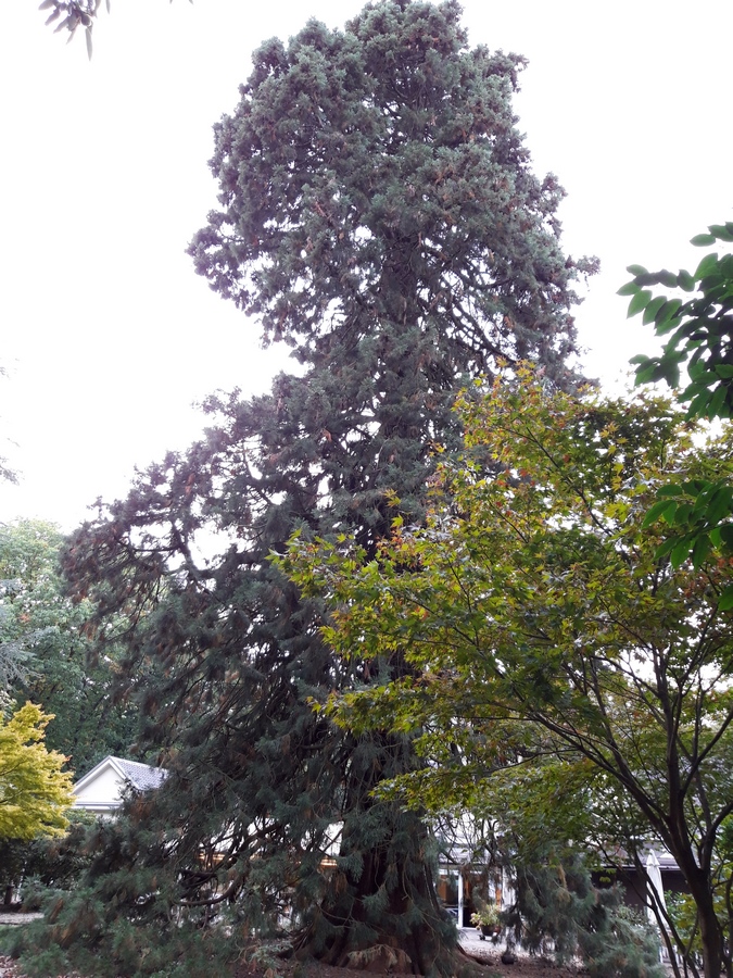 Sequoiadendron giganteum - Krefeld - 2020