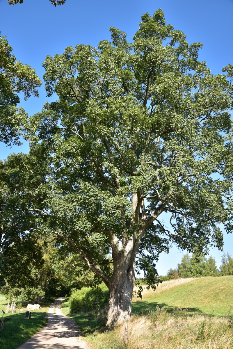 Acer pseudoplatanus - Görzhausen - September 2016