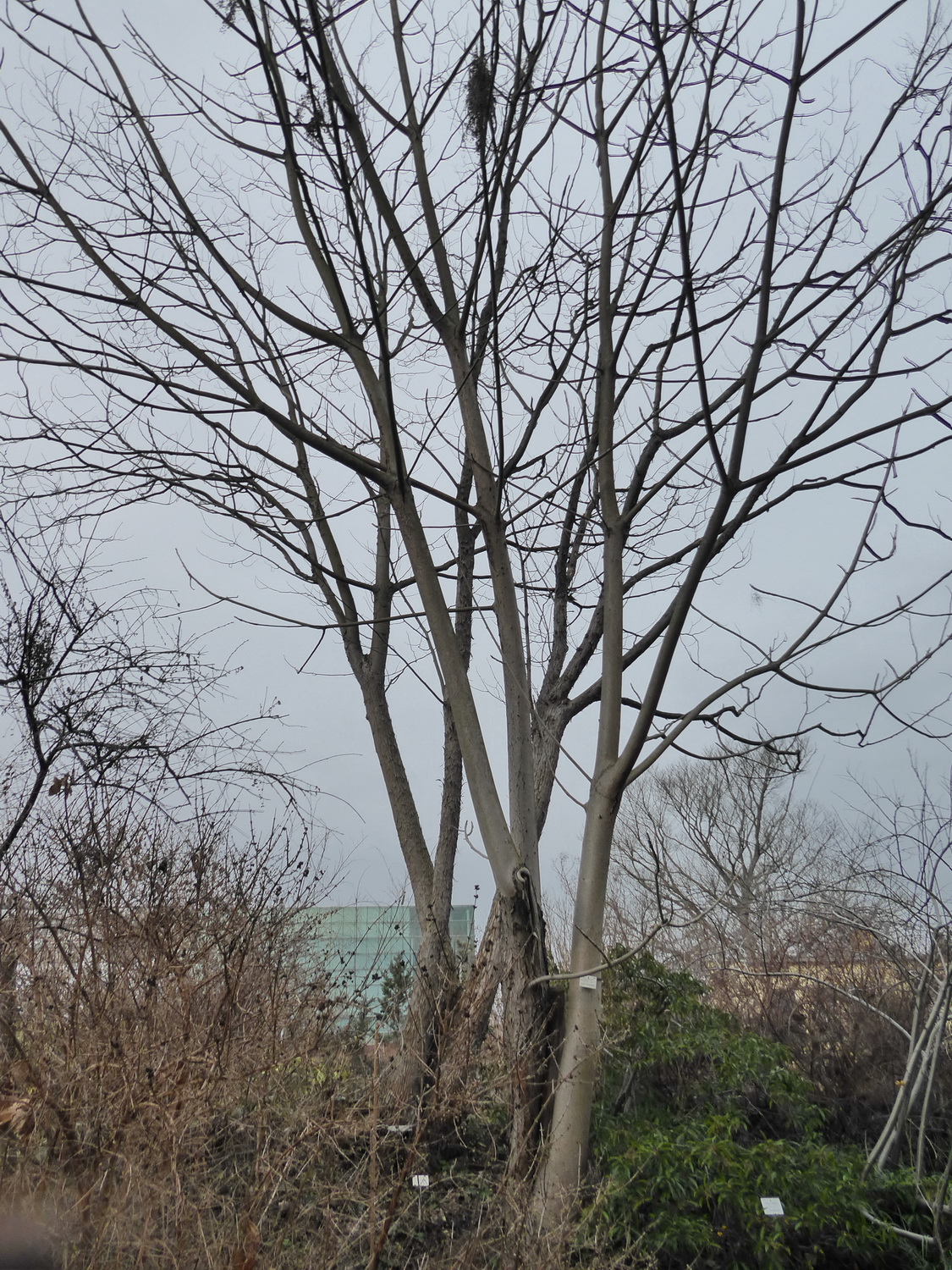 Toxicodendron vernicifluum - Dresden Botanischer Garten - Januar 2023