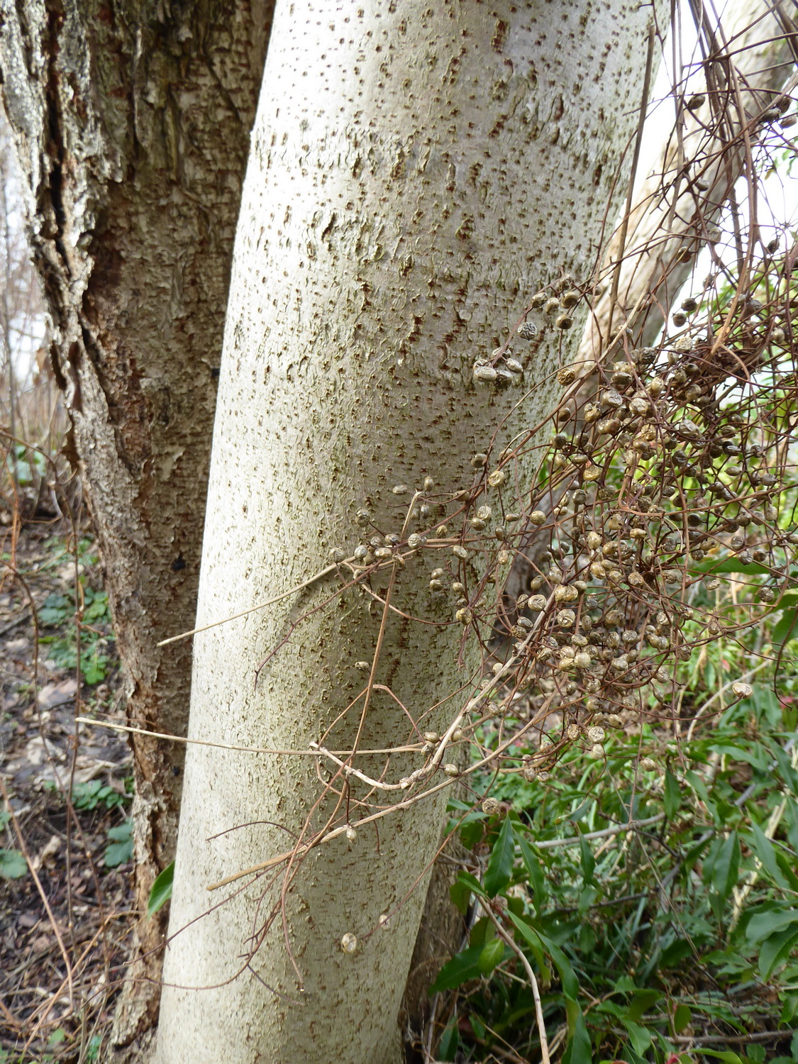 Toxicodendron vernicifluum - Dresden Botanischer Garten - Januar 2023