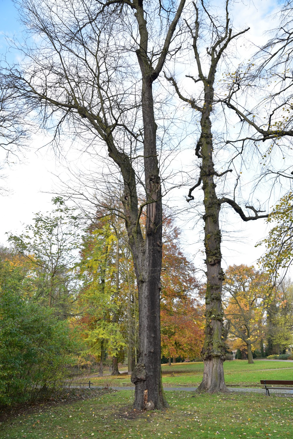 Gleditsia triacanthos