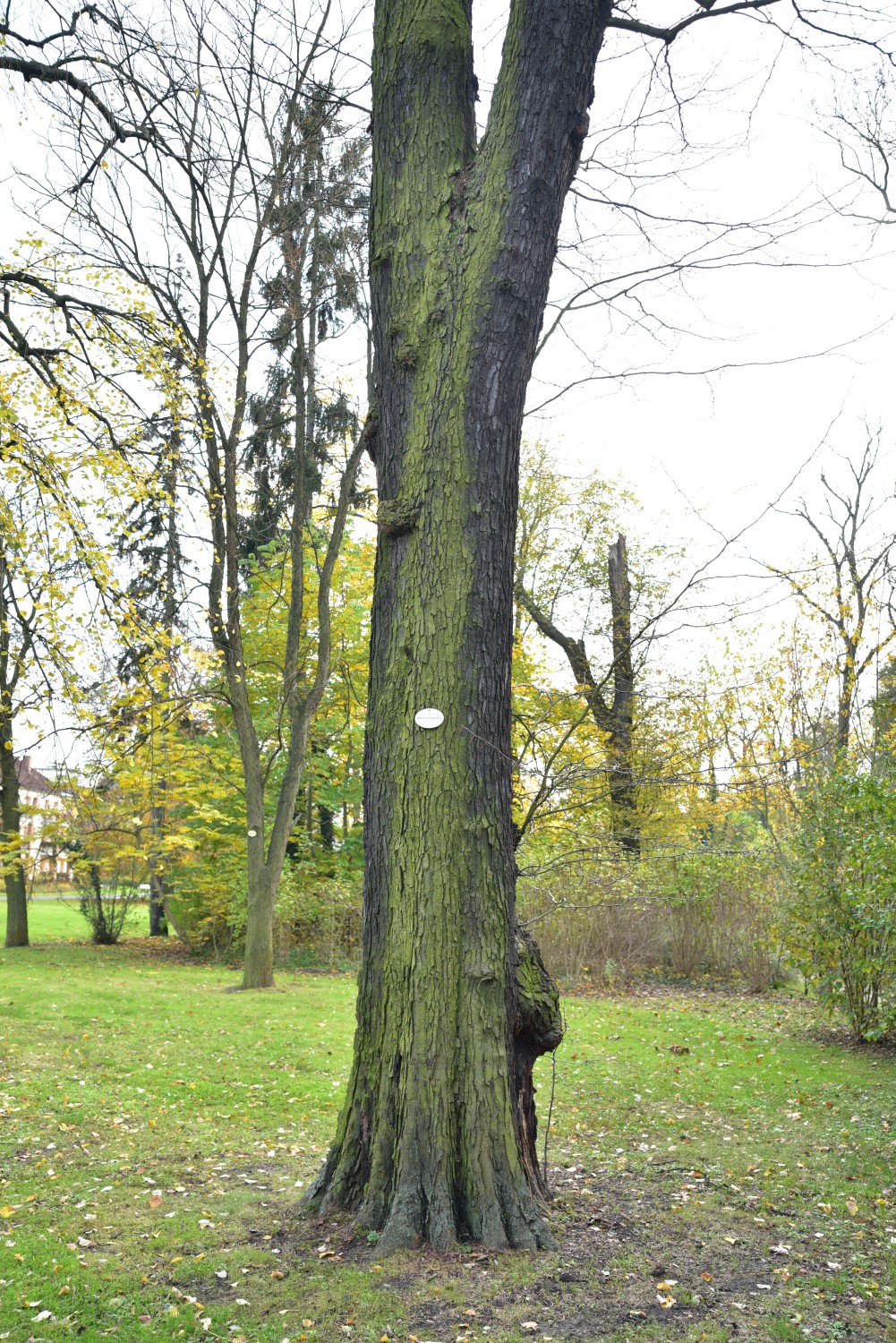 Gleditsia triacanthos - Frankfurt (Oder) - 2017
