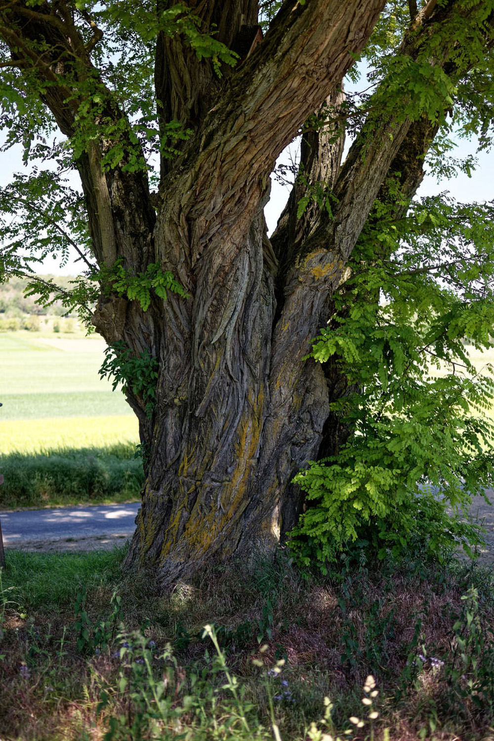 Robinia pseudoacacia - Steinfeld-Waldzell - 2021
