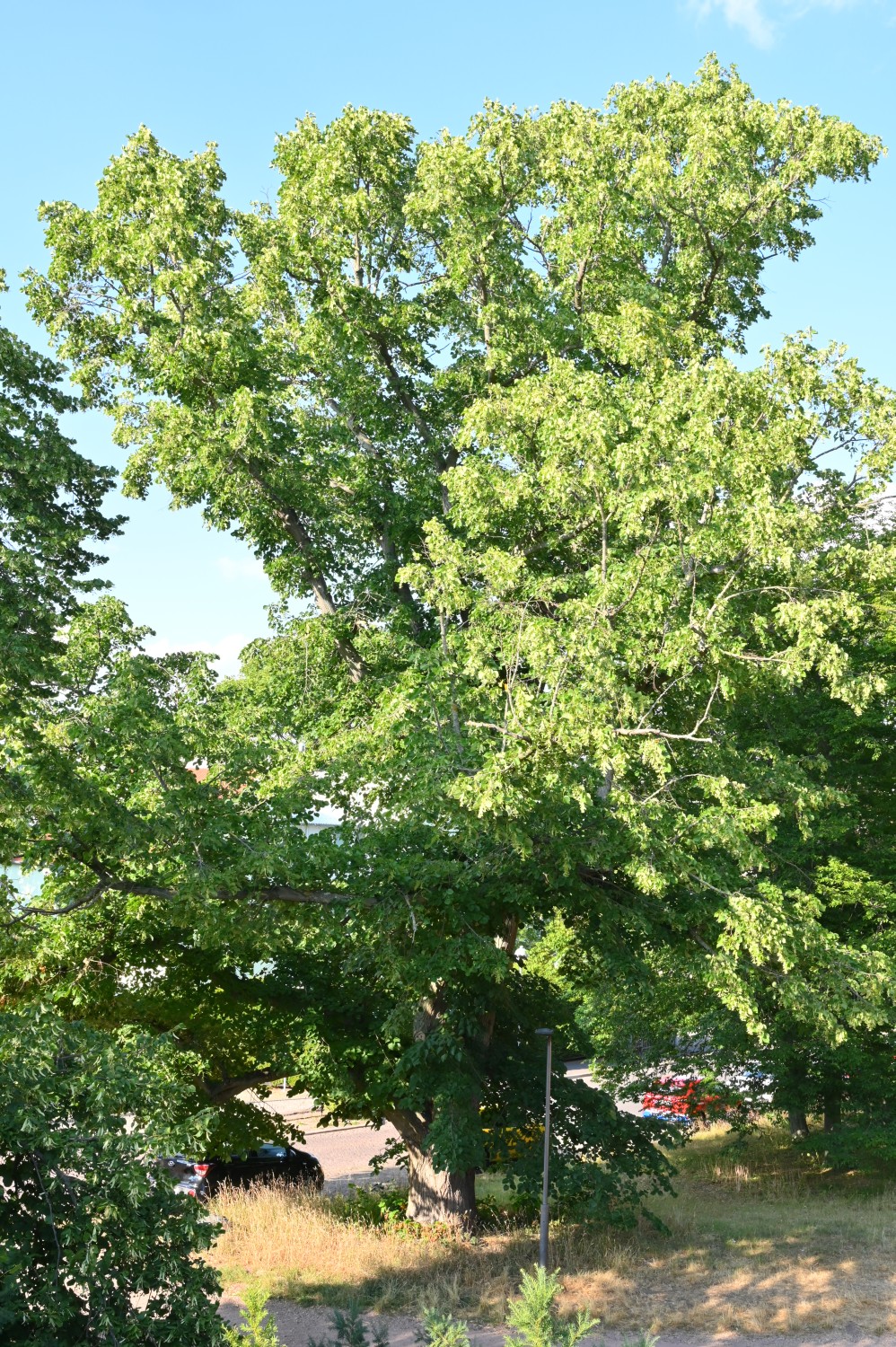 × moltkei Tilia