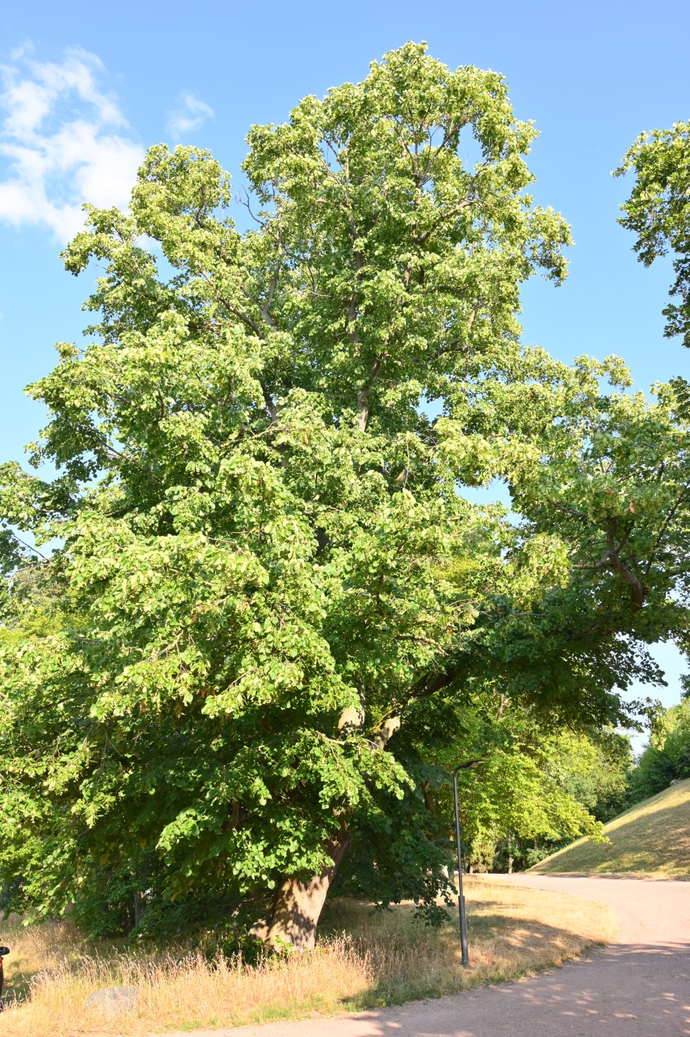 Tilia × moltkei - Gotha - 2022