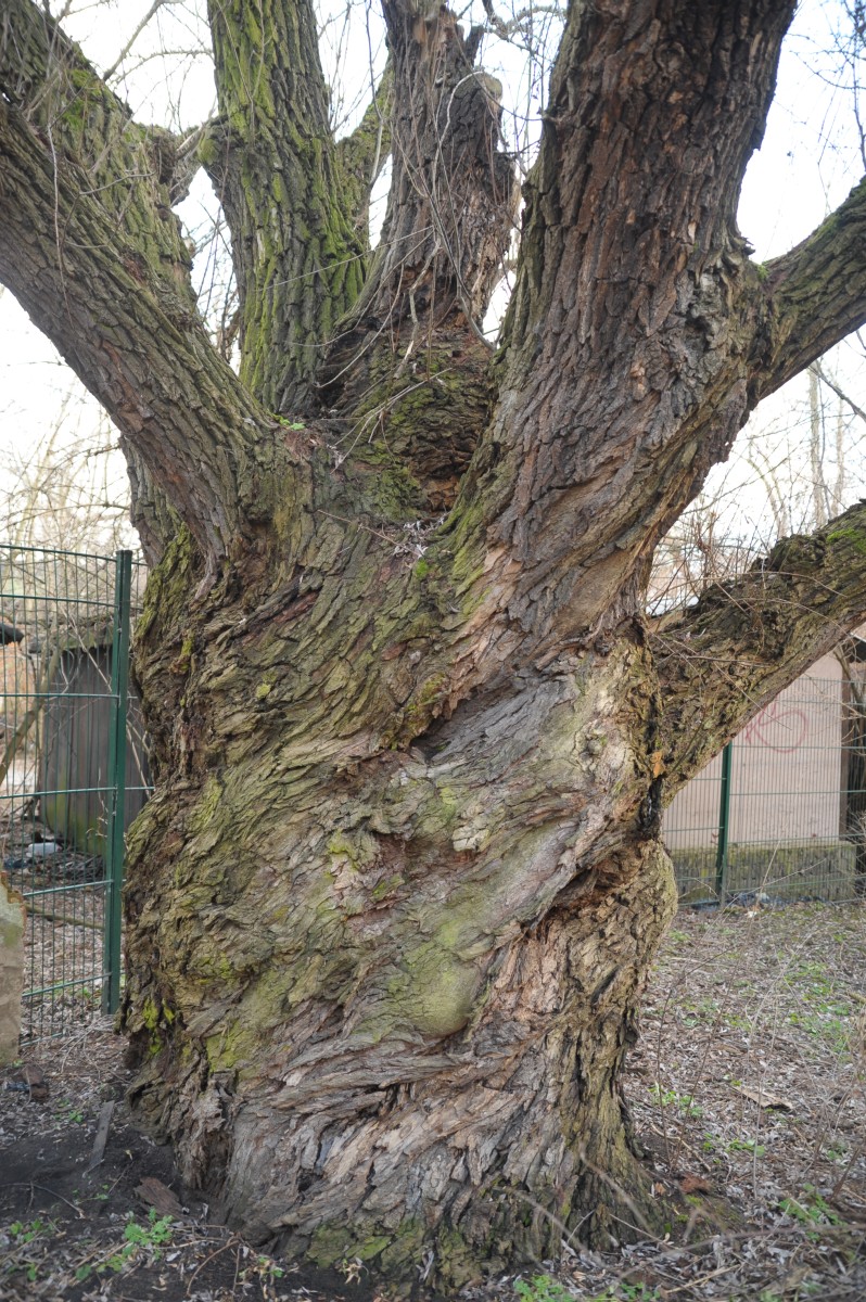 Salix fragilis - Berlin - 2015