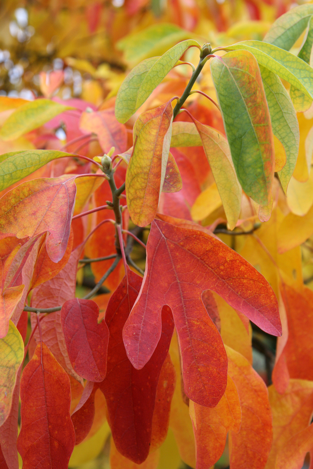 Sassafras albidum - Schlosspark Heltorf - Okt. 2019